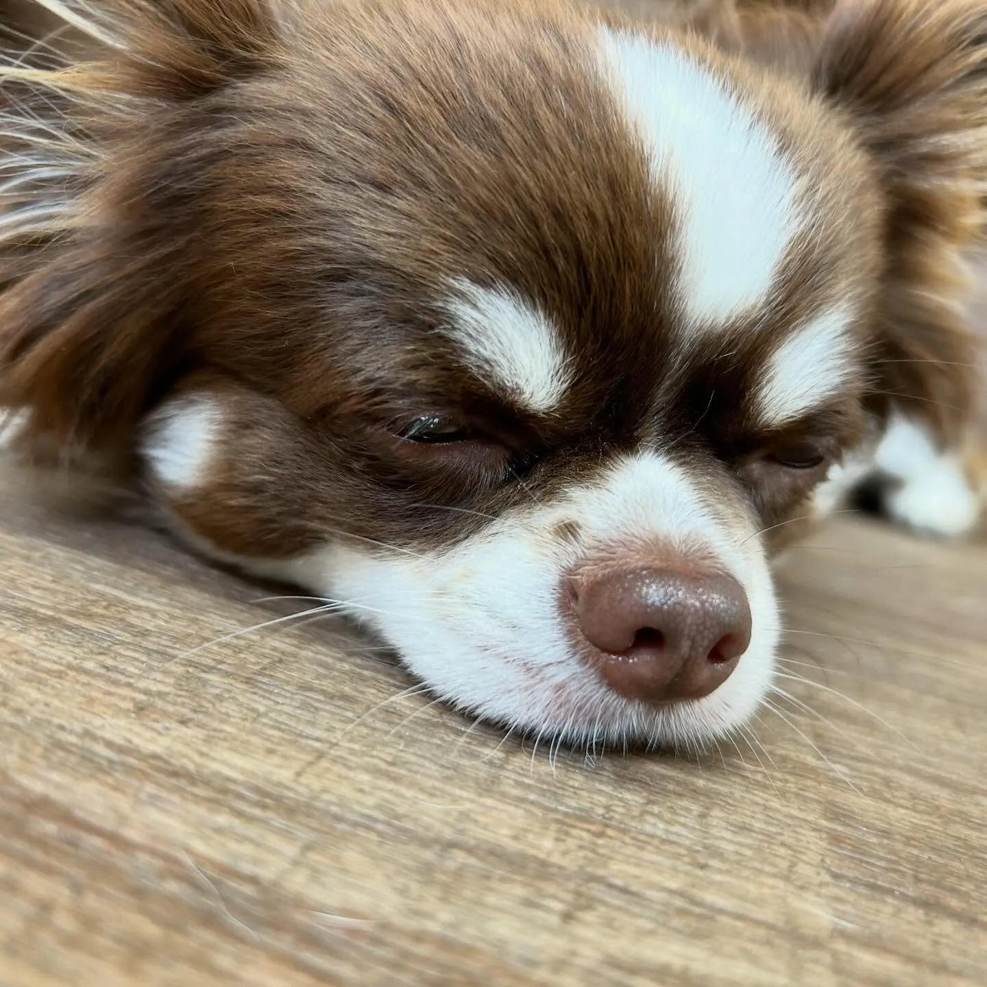 入会してくれたルパンくん、シンバくん、ティムくんです🎶