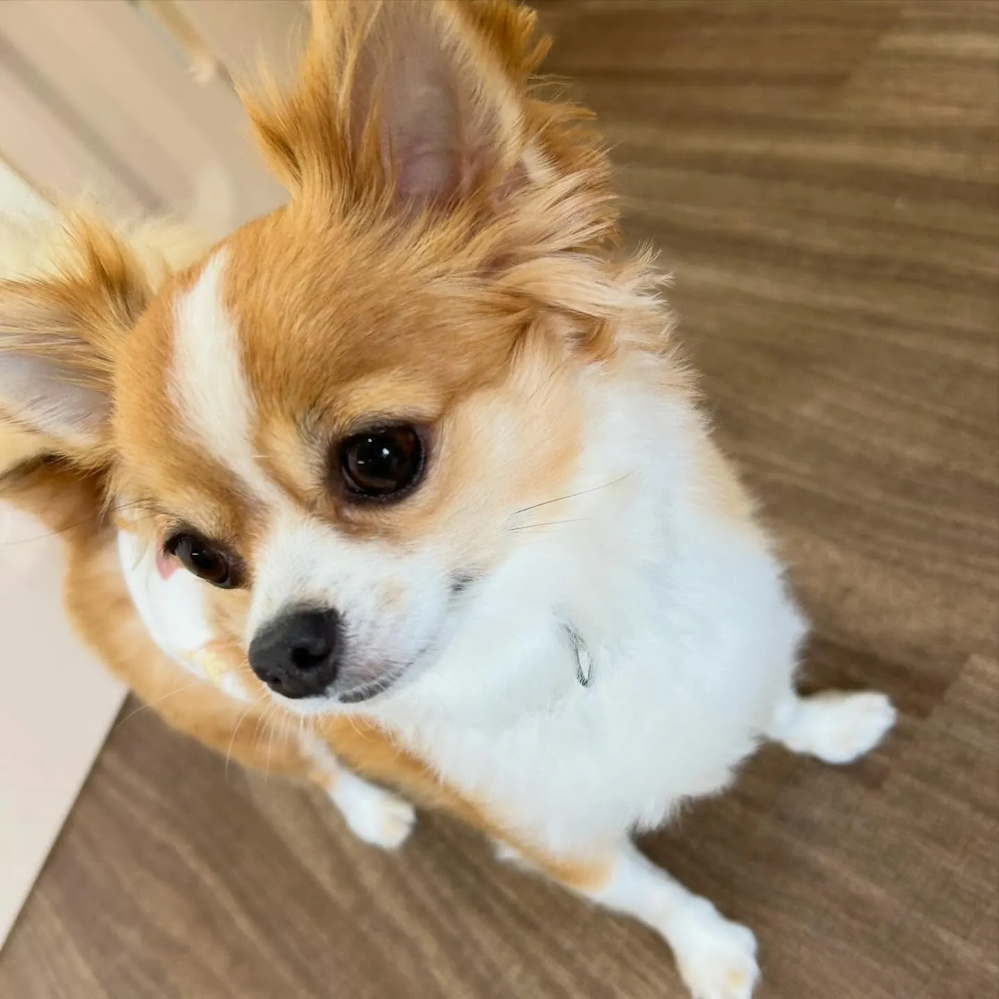 入会してくれたルパンくん、シンバくん、ティムくんです🎶