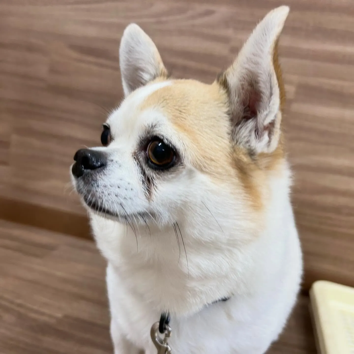 入会してくれたルパンくん、シンバくん、ティムくんです🎶