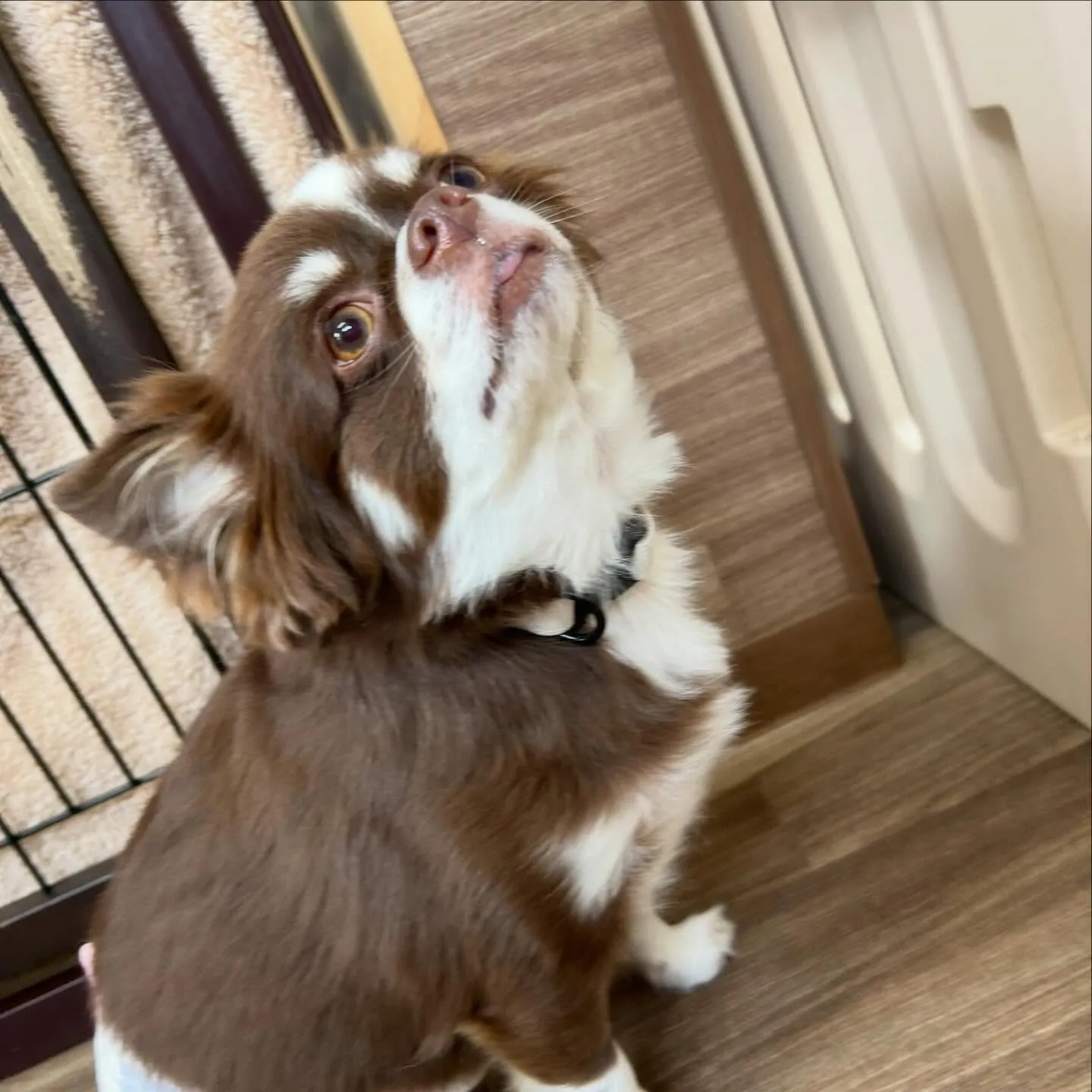 入会してくれたルパンくん、シンバくん、ティムくんです🎶