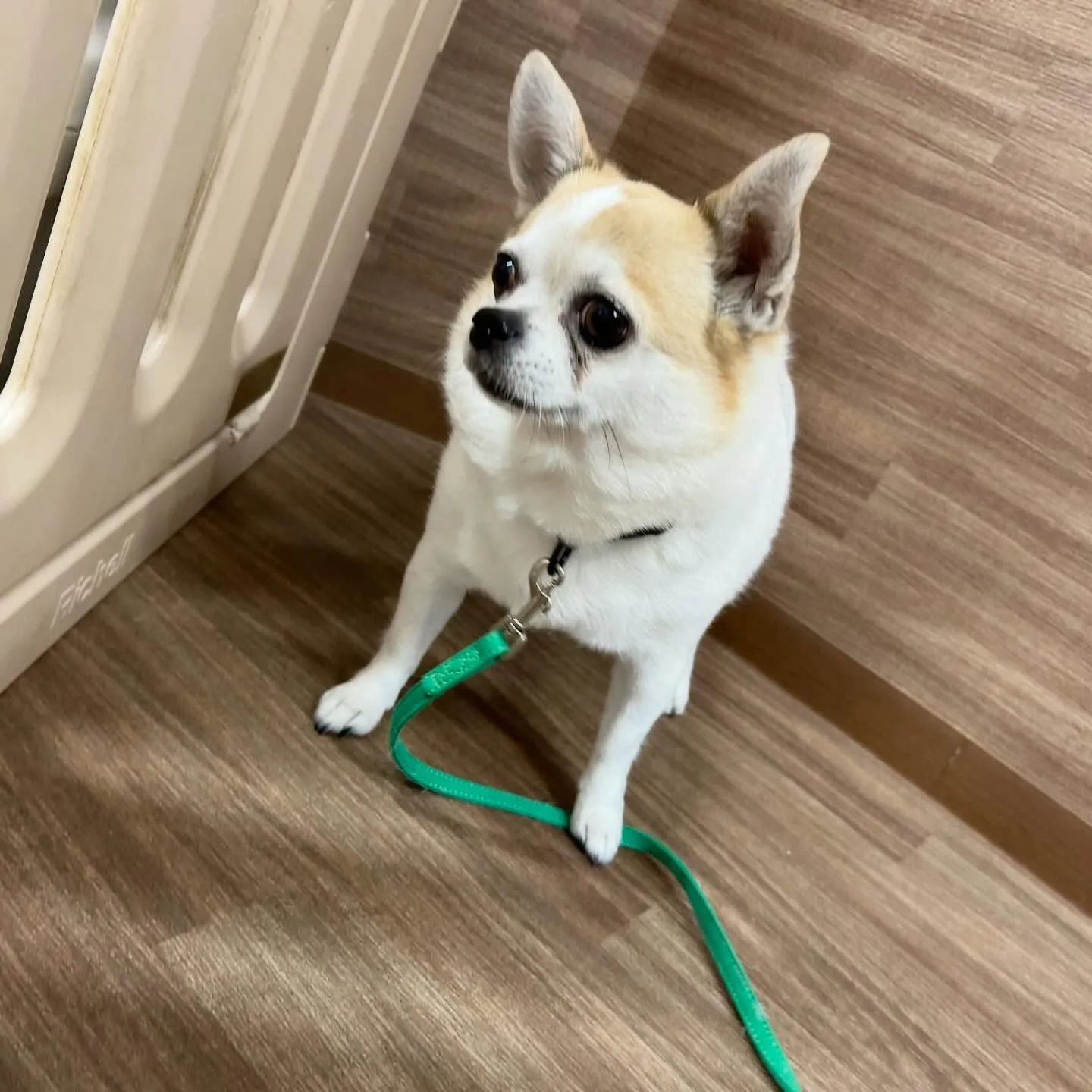 入会してくれたルパンくん、シンバくん、ティムくんです🎶