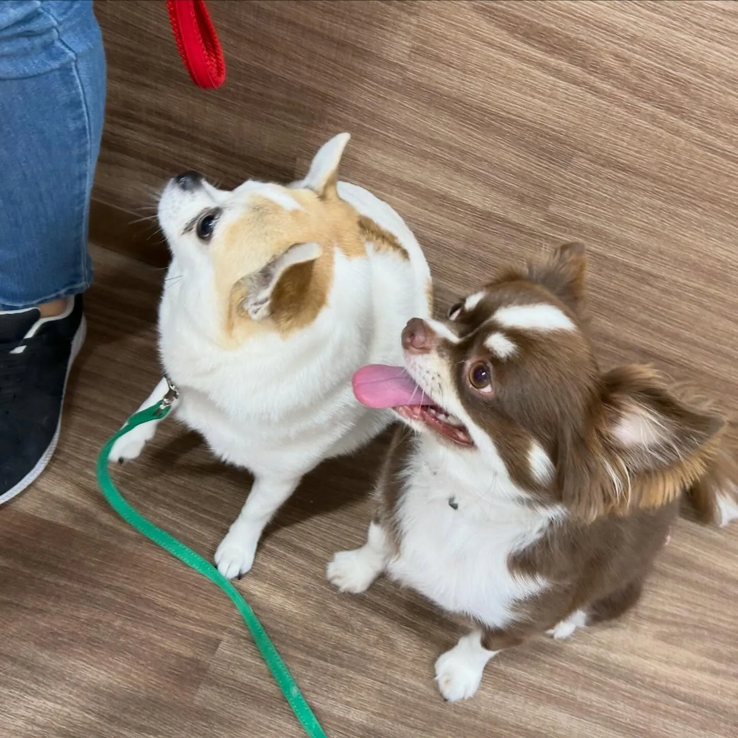 入会してくれたルパンくん、シンバくん、ティムくんです🎶