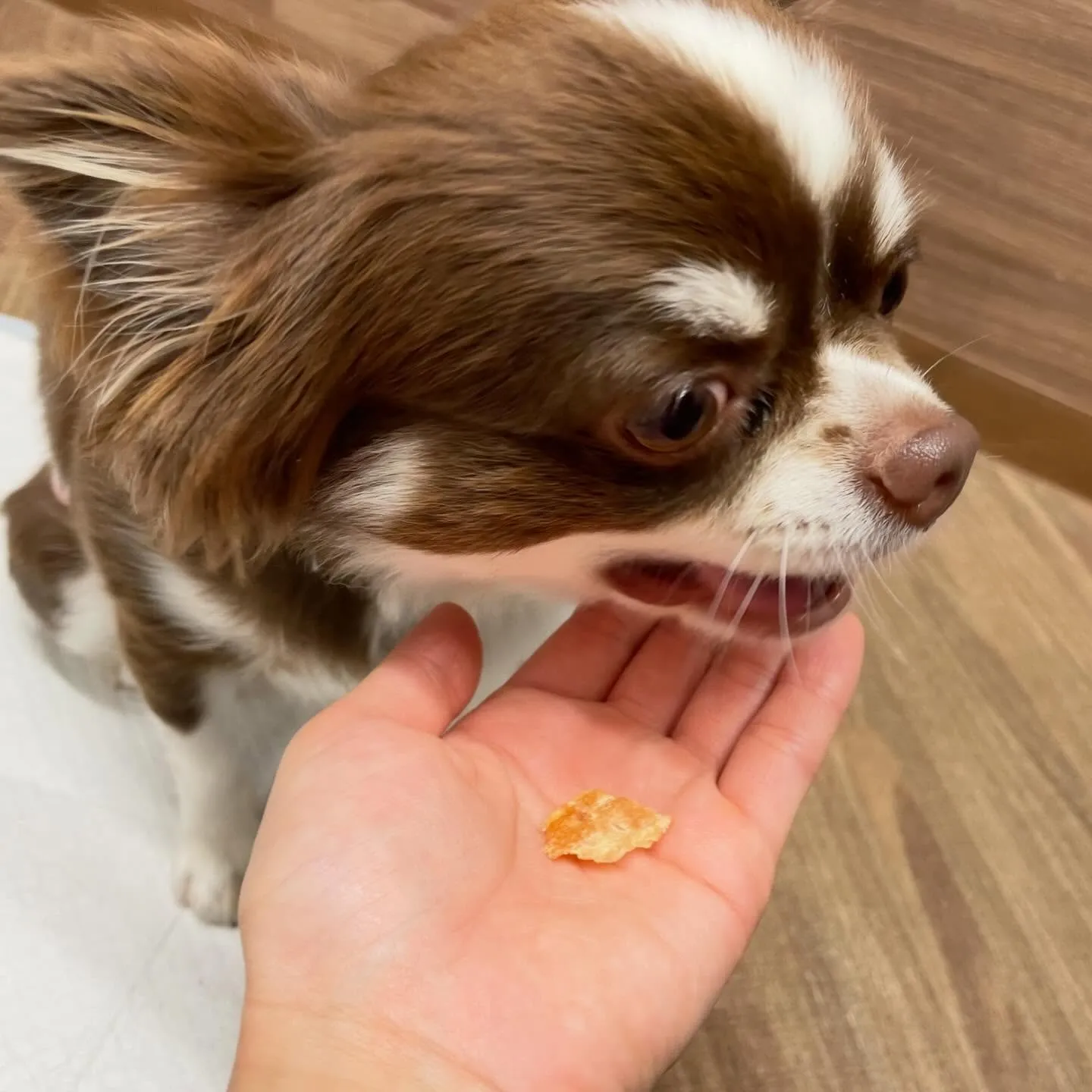 入会してくれたルパンくん、シンバくん、ティムくんです🎶