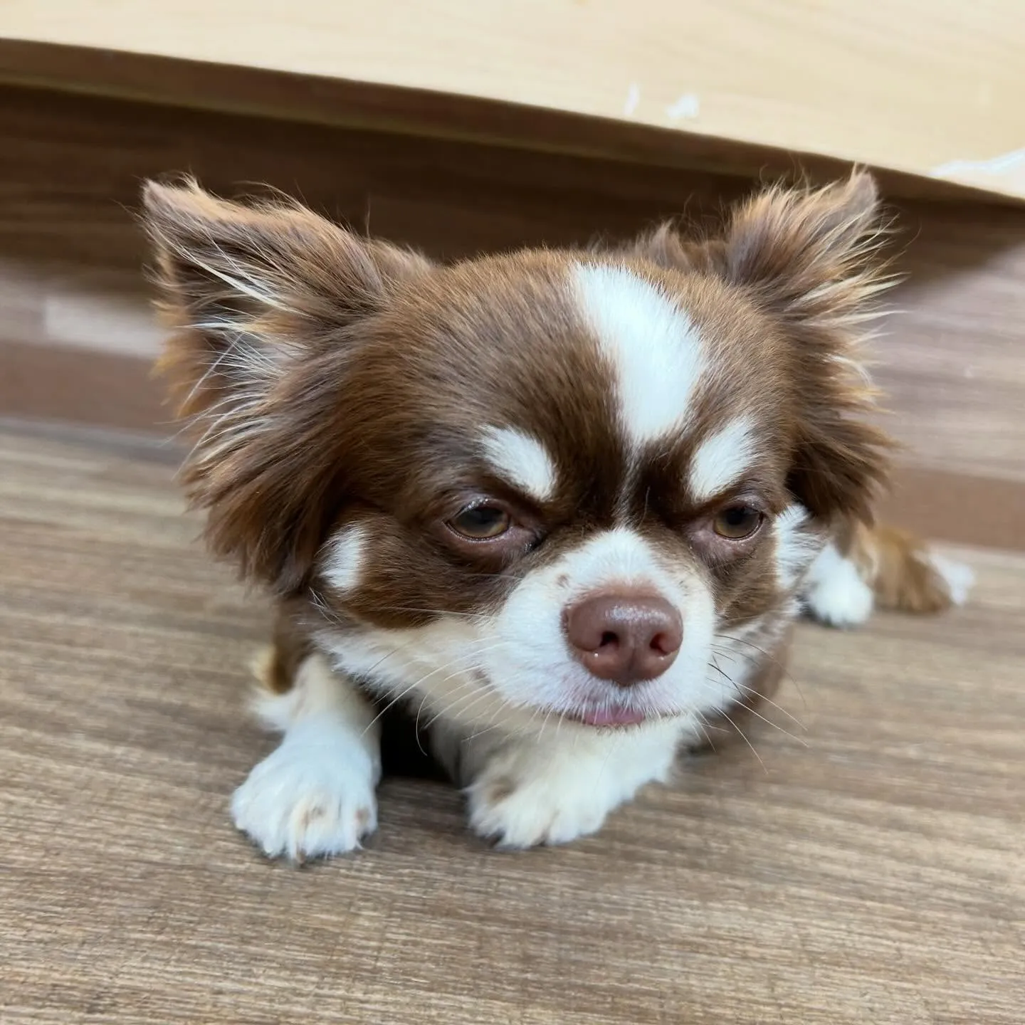 入会してくれたルパンくん、シンバくん、ティムくんです🎶