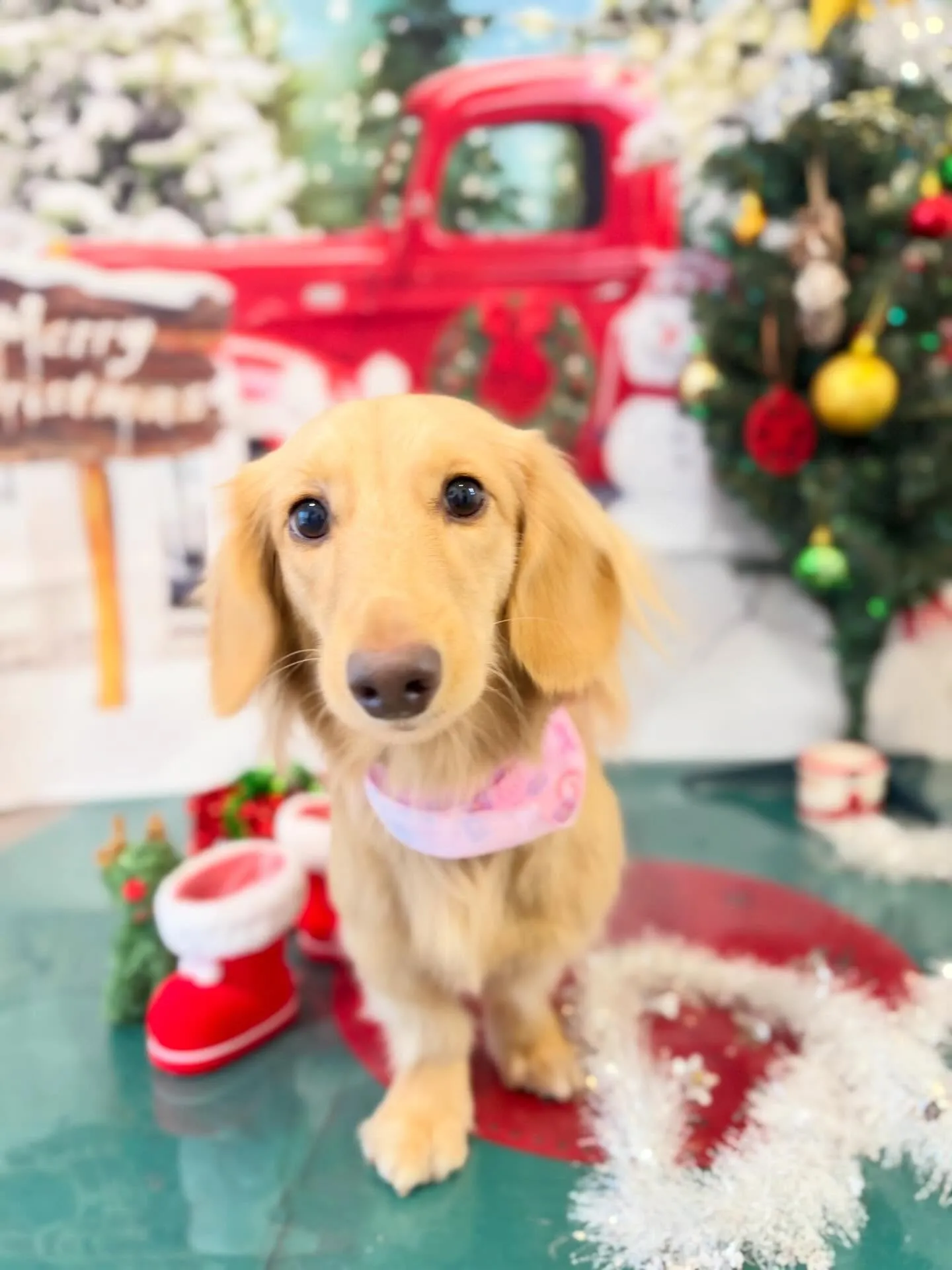 トリミングのセットメニューをご利用頂いたわんこたちです🛀✨️