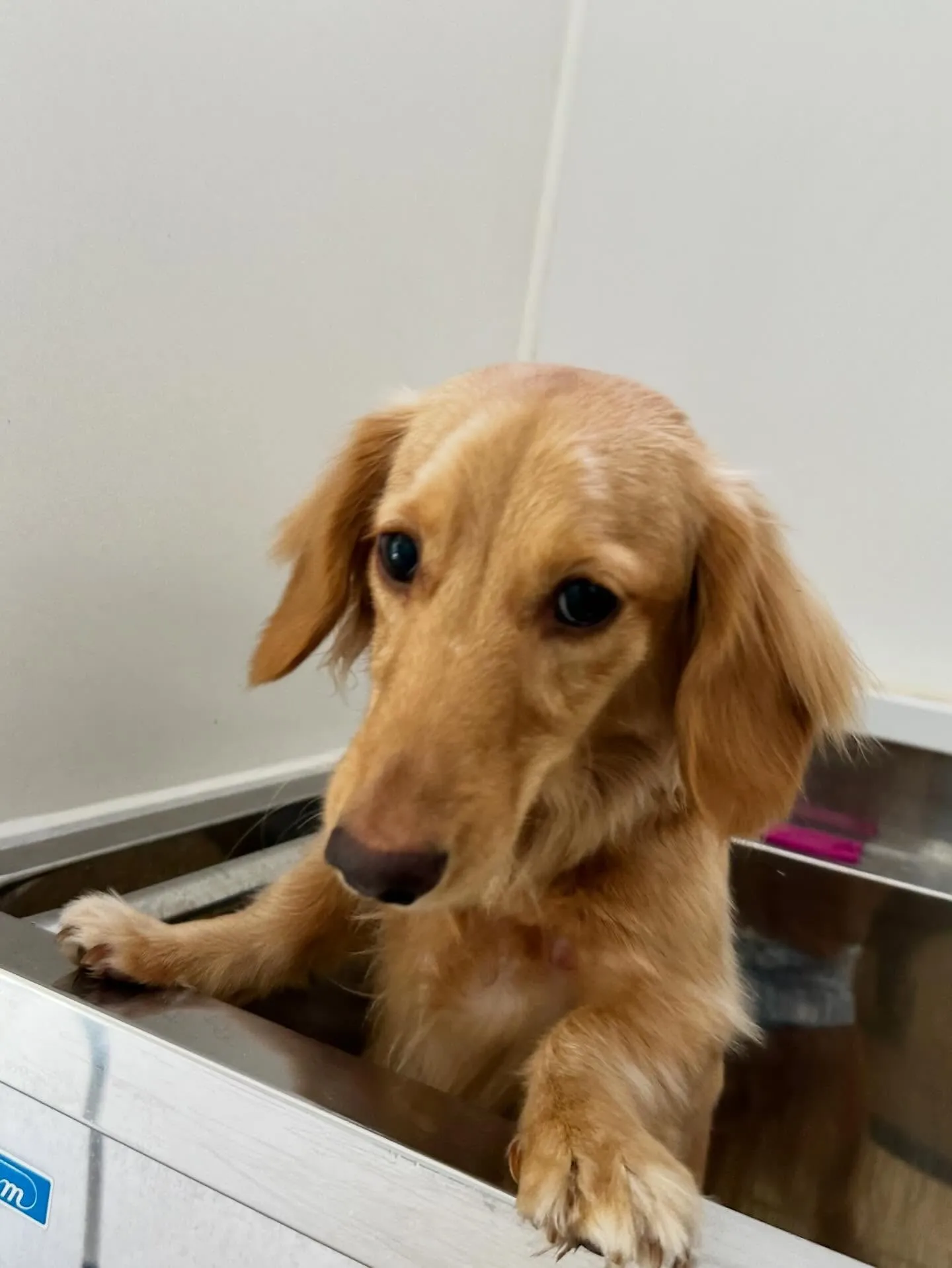 トリミングのセットメニューをご利用頂いたわんこたちです🛀✨️