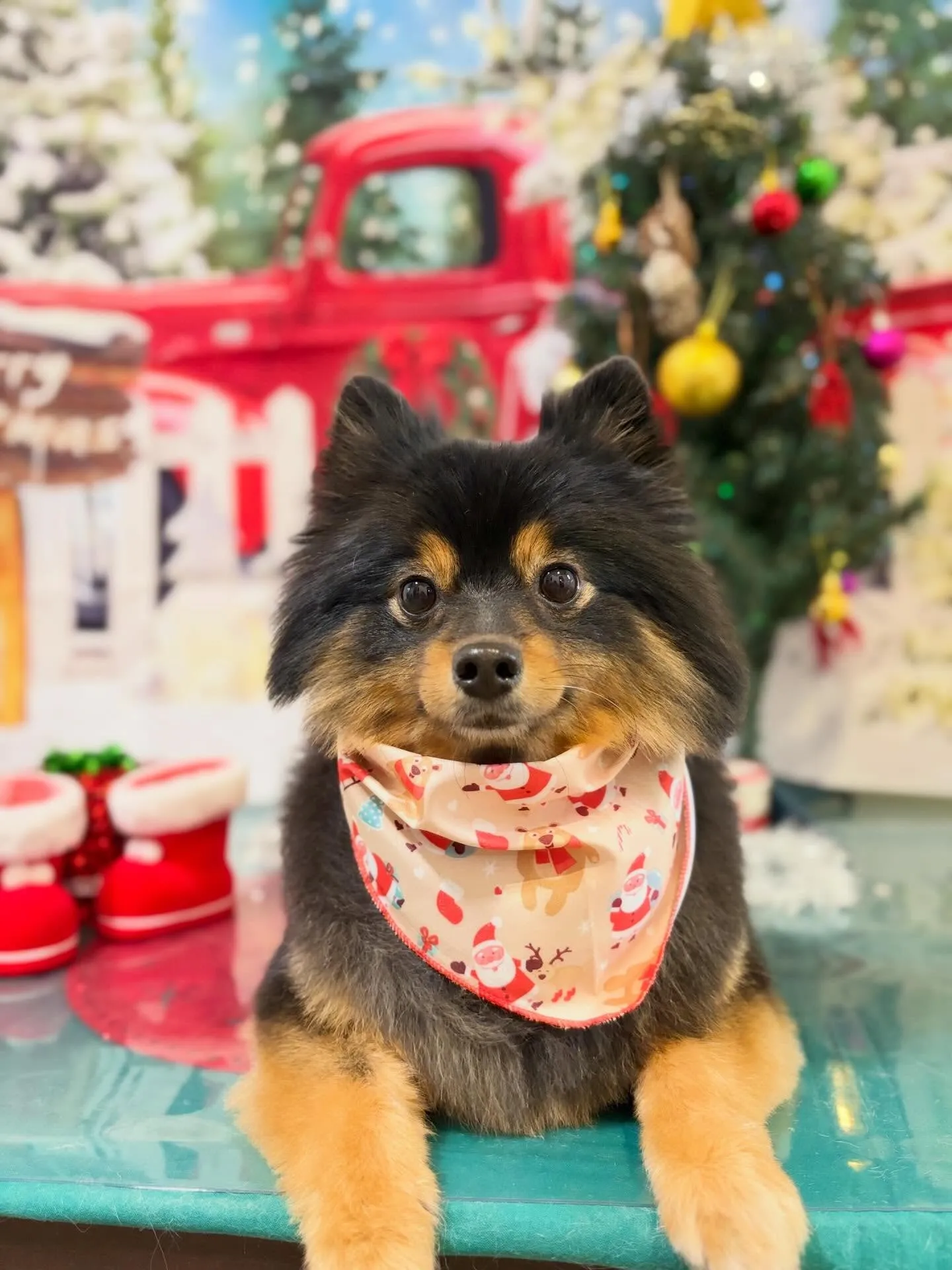トリミングのセットメニューをご利用頂いたわんこたちです🛀✨️