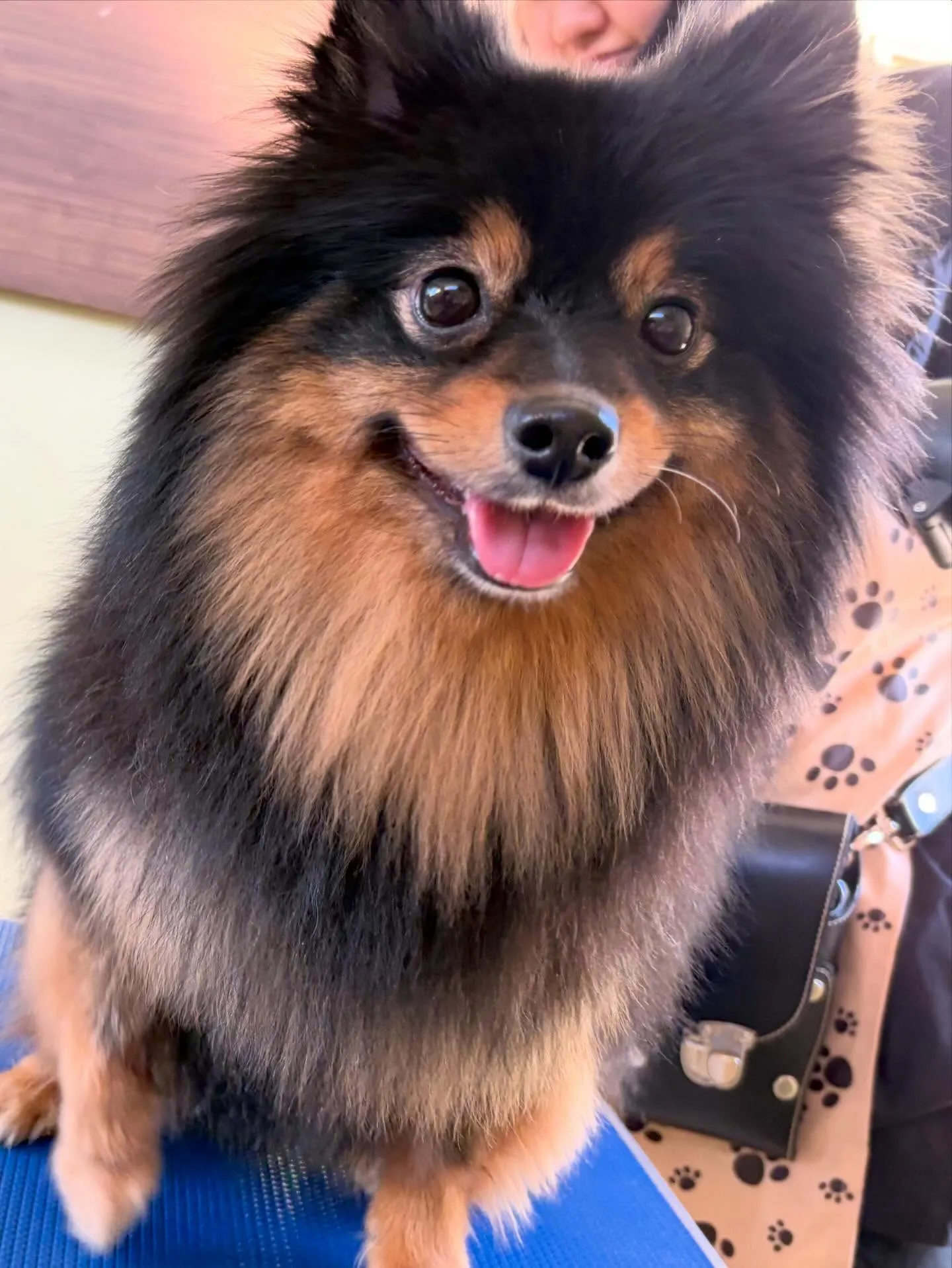 トリミングのセットメニューをご利用頂いたわんこたちです🛀✨️