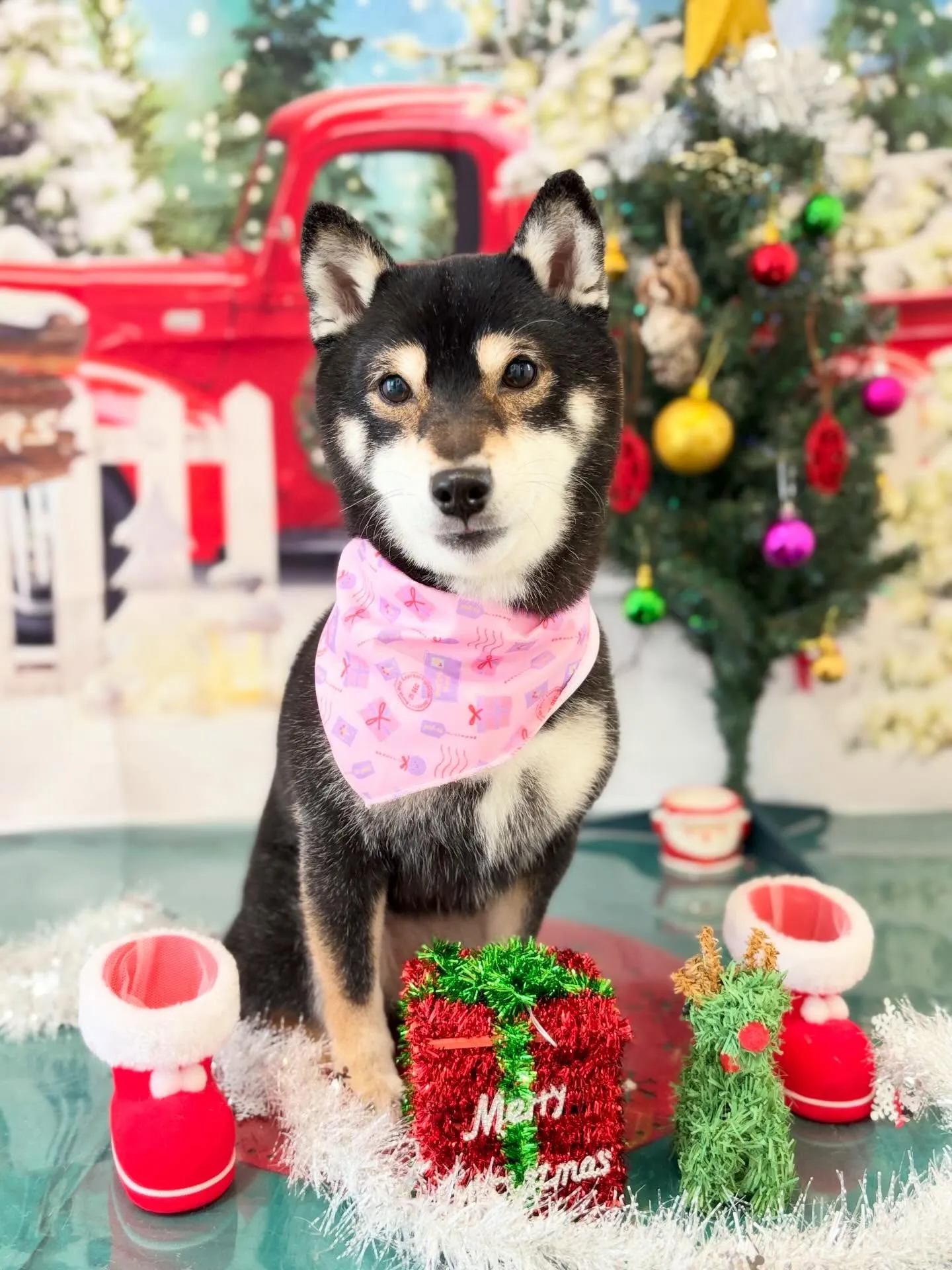 トリミングのセットメニューをご利用頂いたわんこたちです🛀✨️