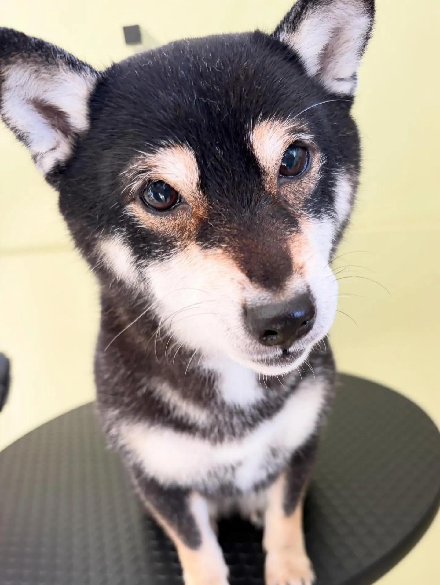 トリミングのセットメニューをご利用頂いたわんこたちです🛀✨️
