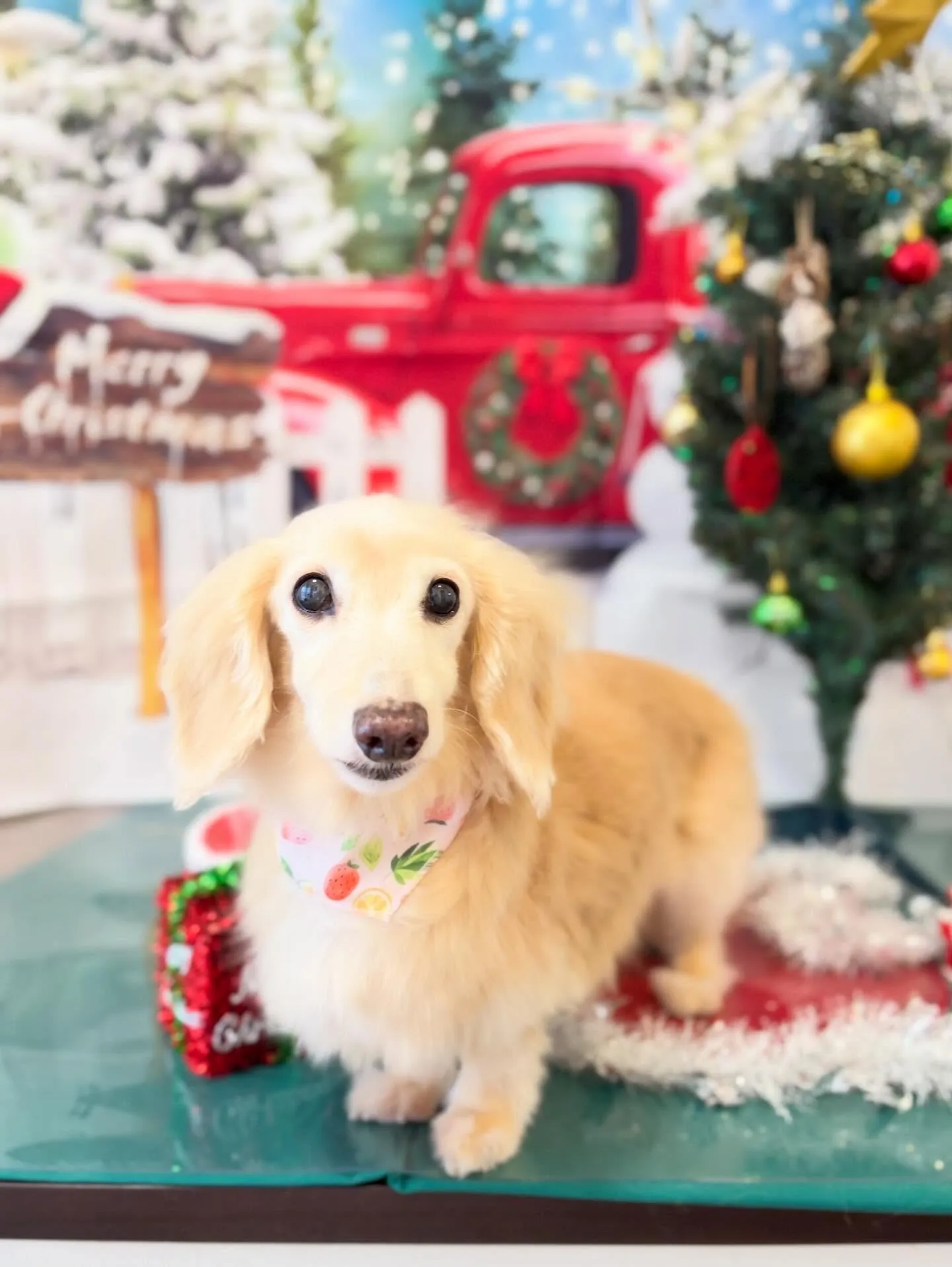 トリミングのセットメニューをご利用頂いたわんこたちです🛀✨️