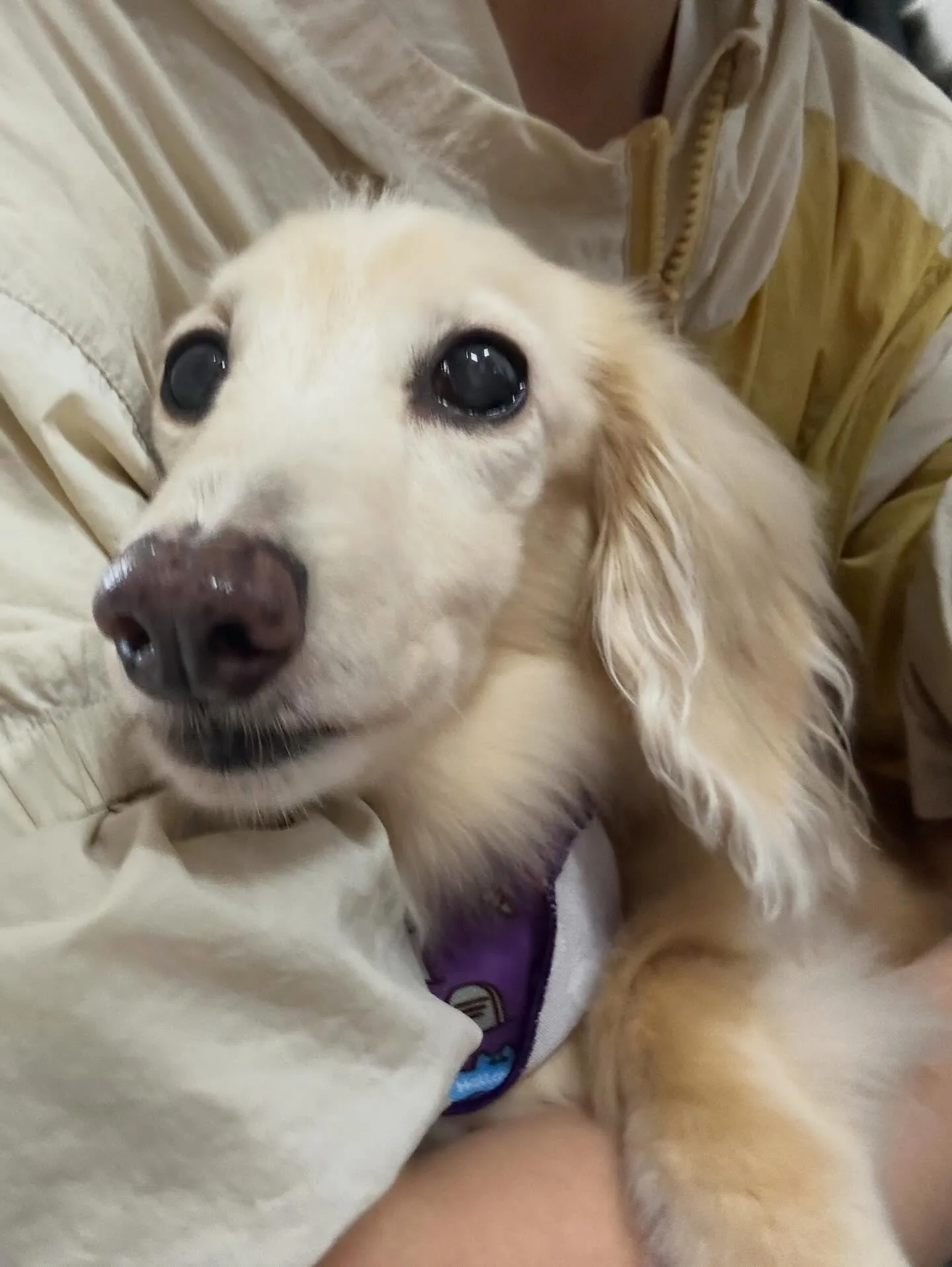 トリミングのセットメニューをご利用頂いたわんこたちです🛀✨️