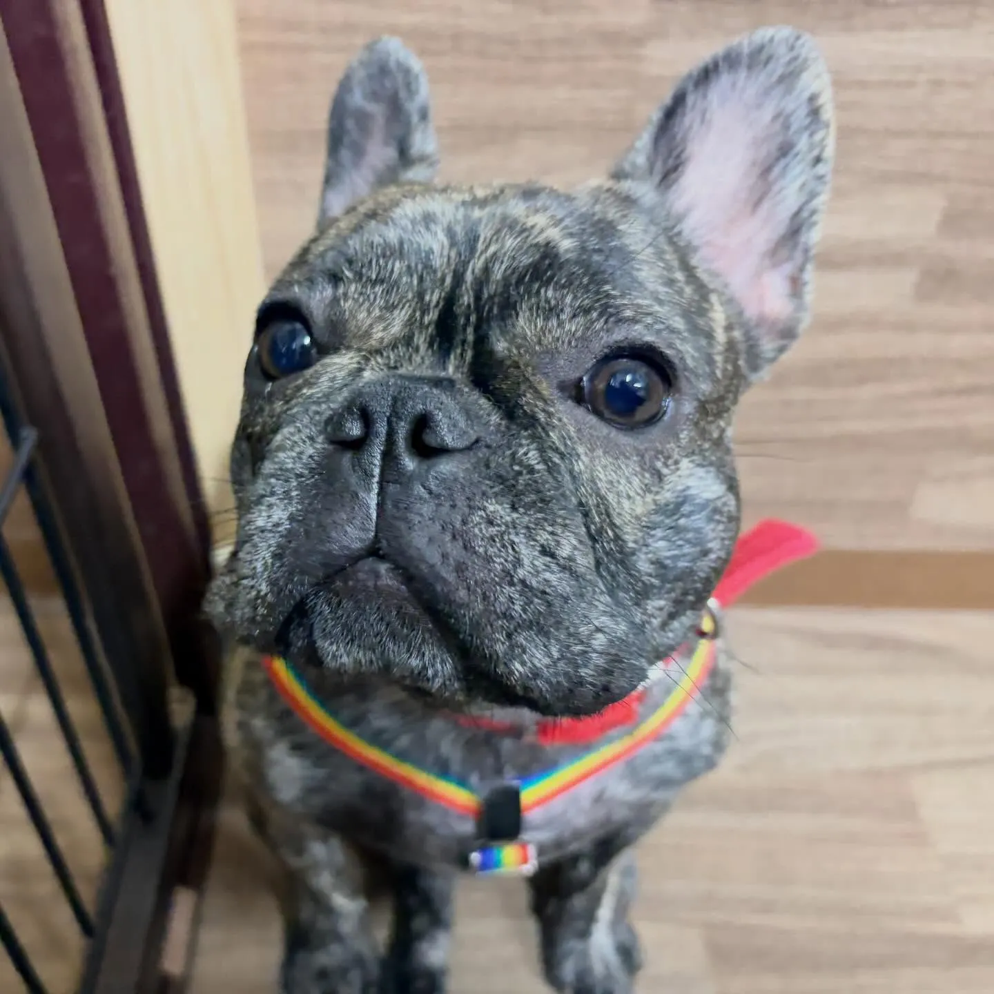 入会してくれたまるこちゃんです🥰