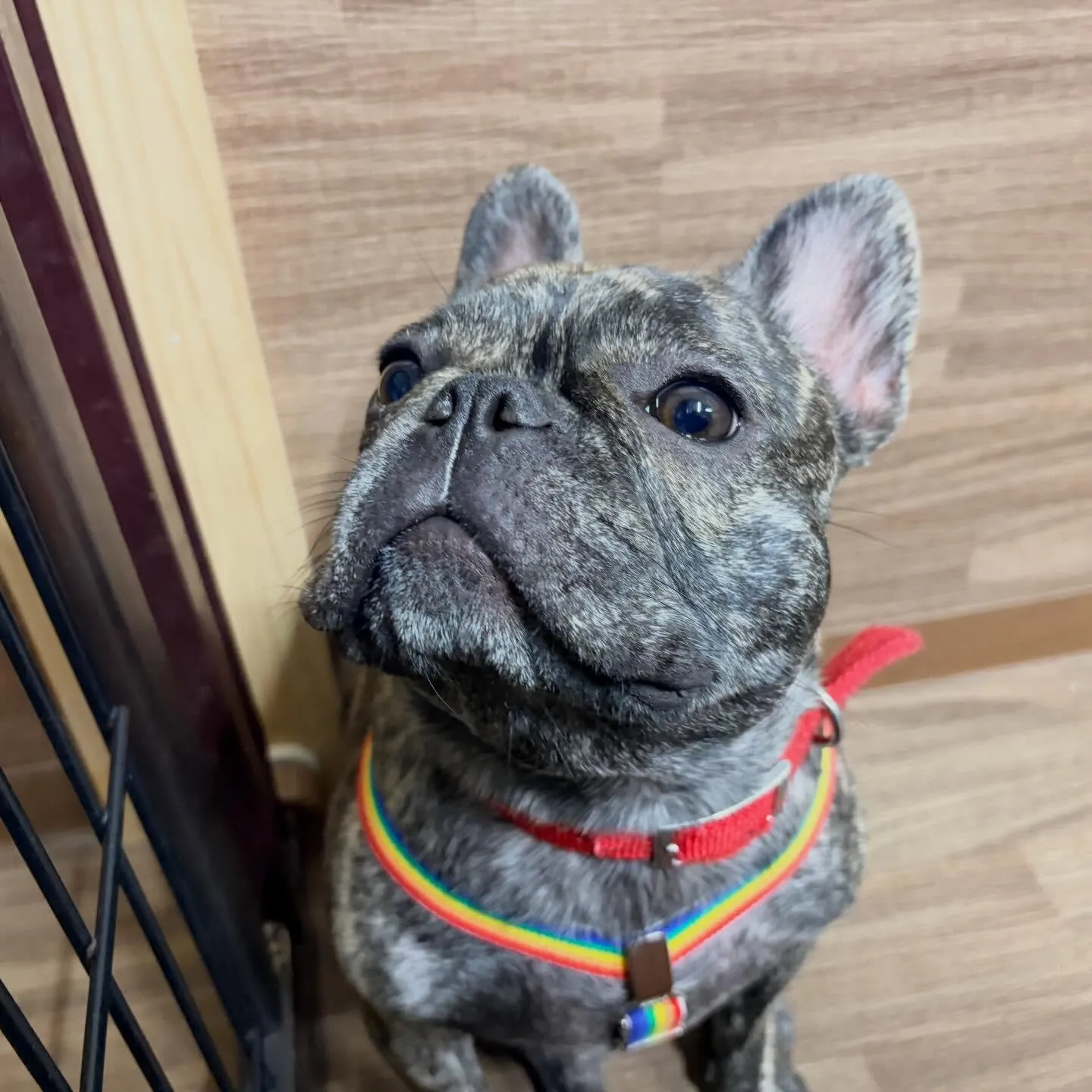 入会してくれたまるこちゃんです🥰