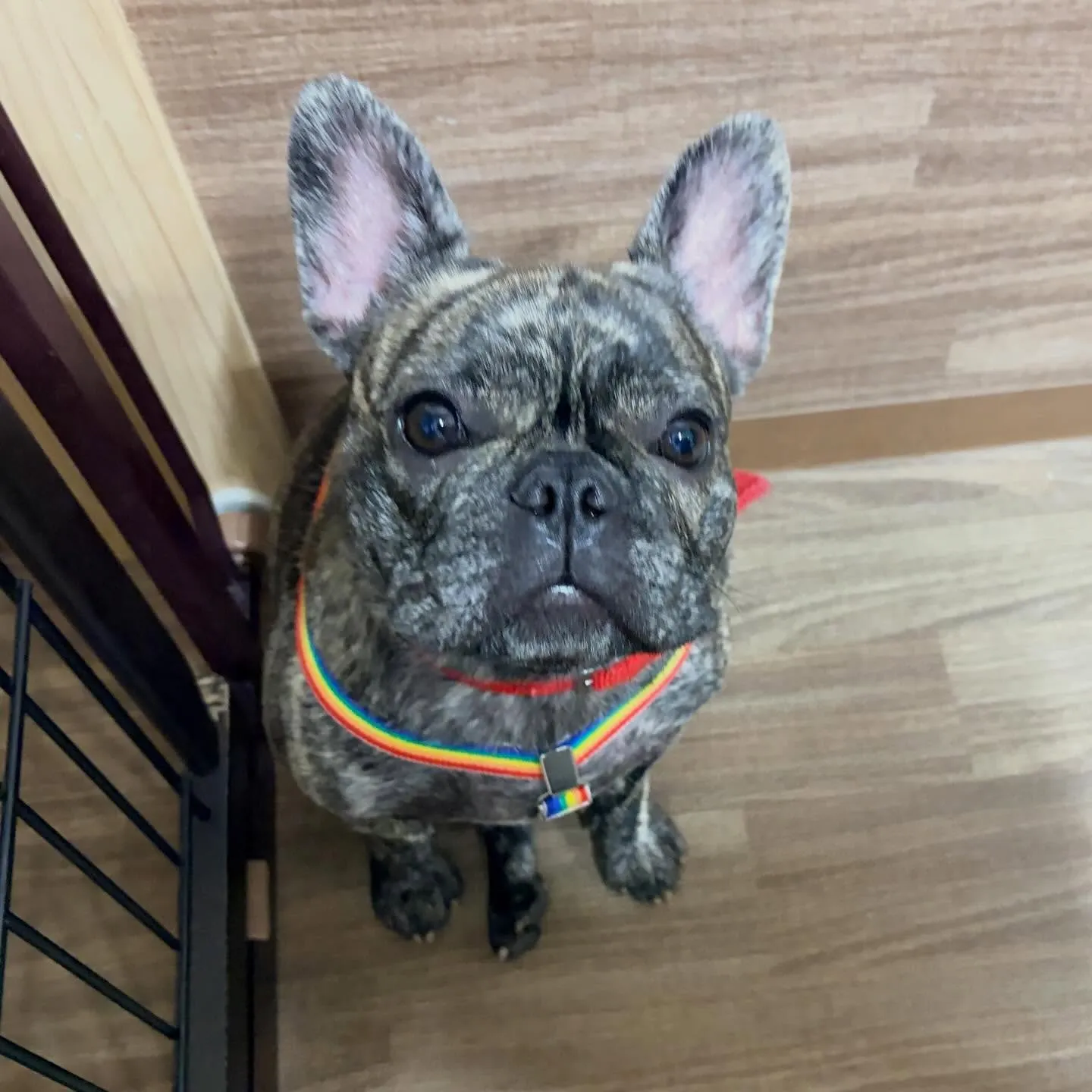 入会してくれたまるこちゃんです🥰