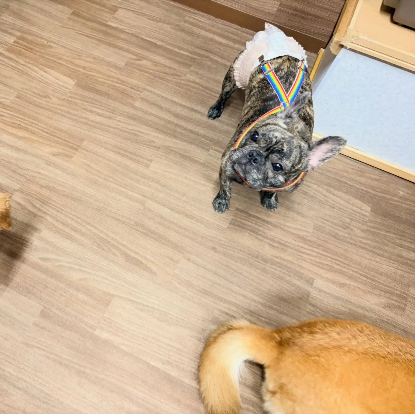 入会してくれたまるこちゃんです🥰