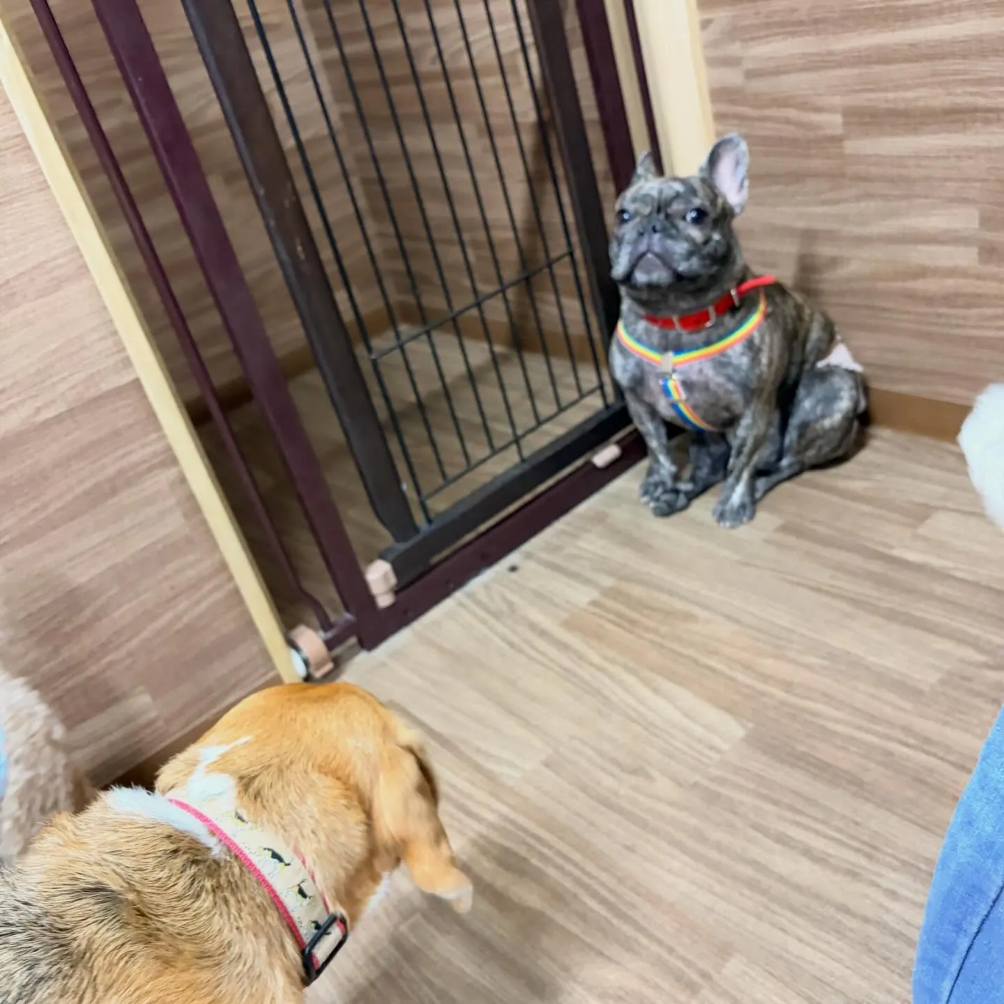 入会してくれたまるこちゃんです🥰