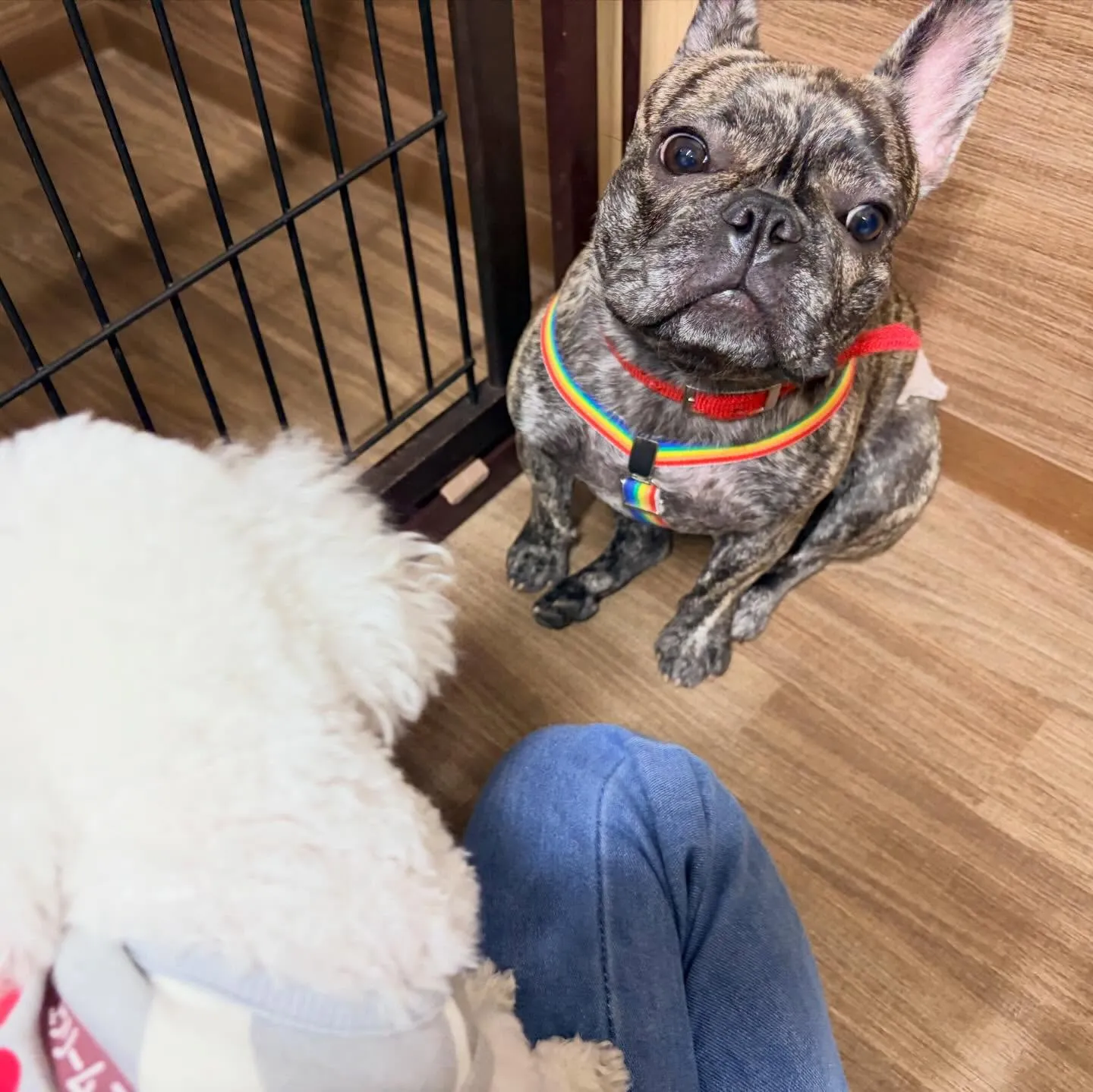 入会してくれたまるこちゃんです🥰