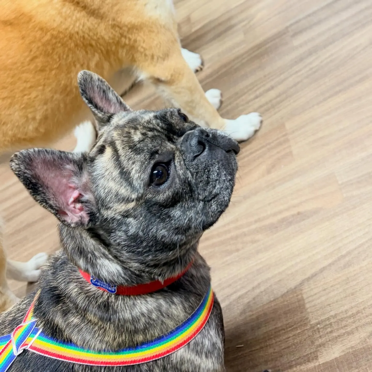 入会してくれたまるこちゃんです🥰