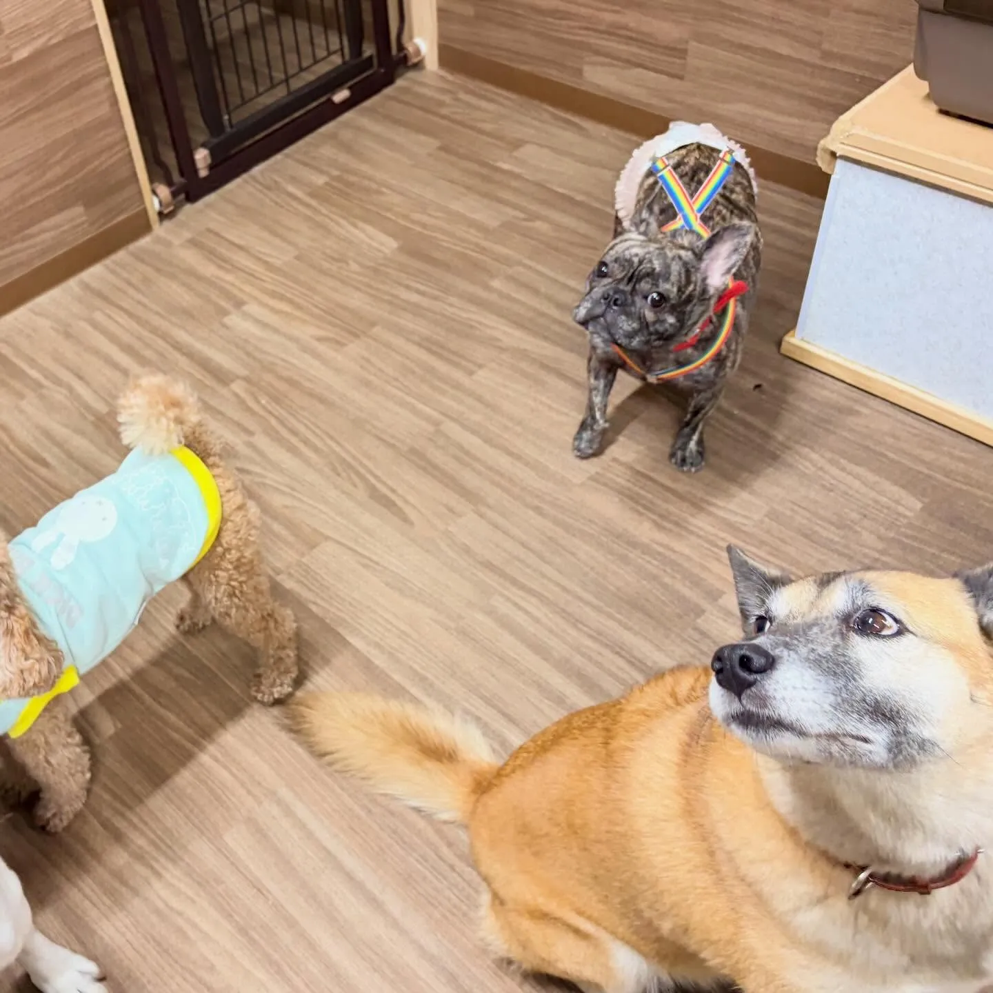 入会してくれたまるこちゃんです🥰