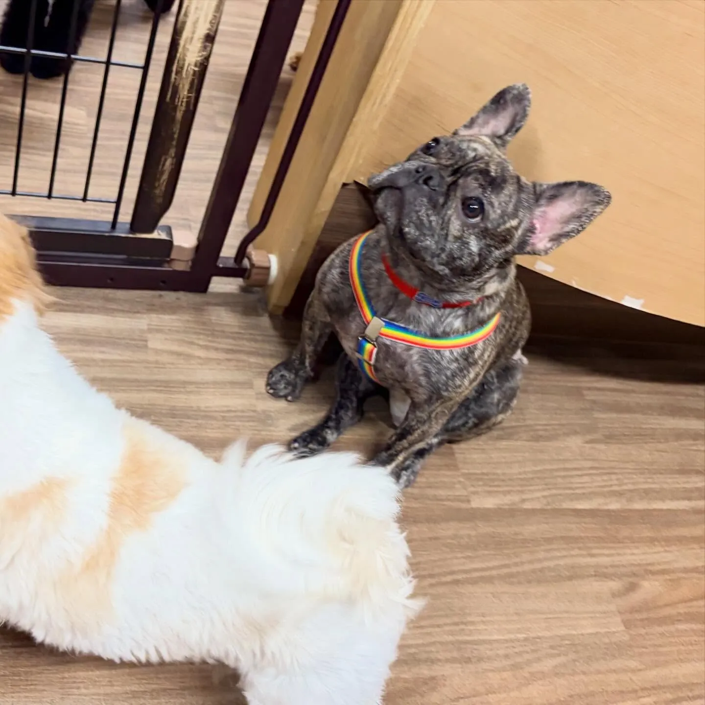 入会してくれたまるこちゃんです🥰