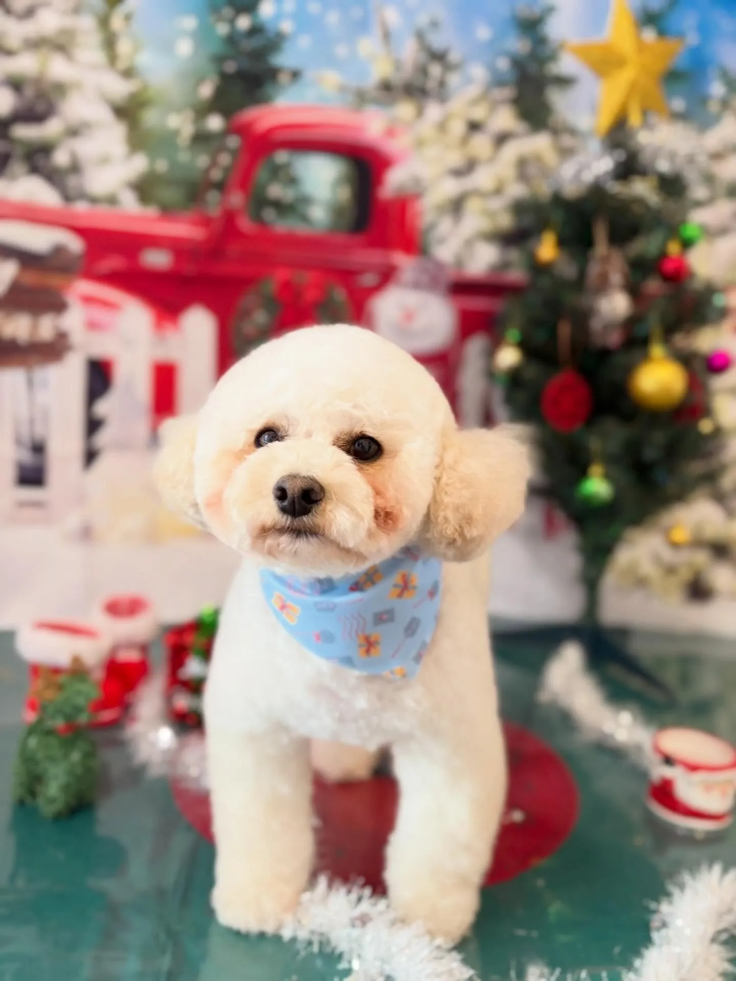 トリミングのセットメニューに来てくれたわんこたちです😍