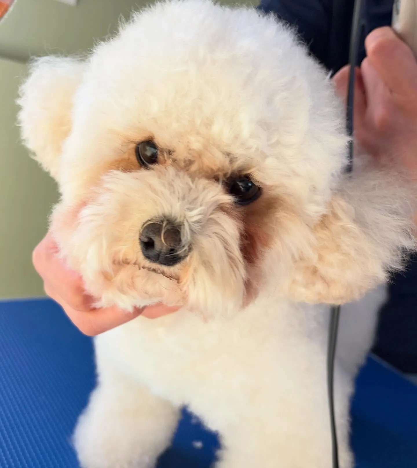 トリミングのセットメニューに来てくれたわんこたちです😍