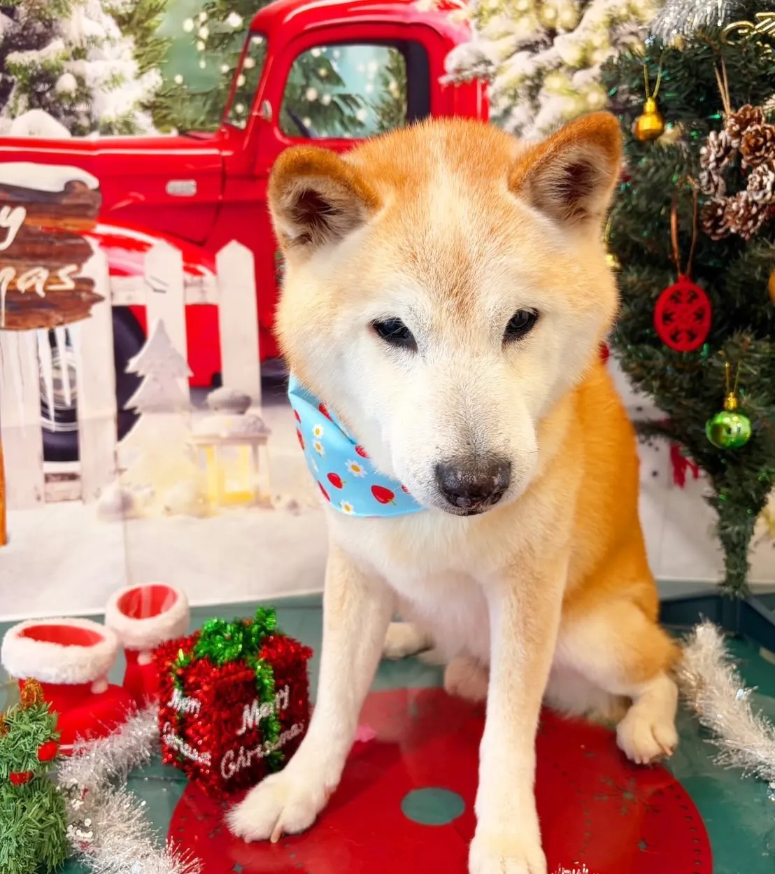 トリミングのセットメニューに来てくれたわんこたちです😍