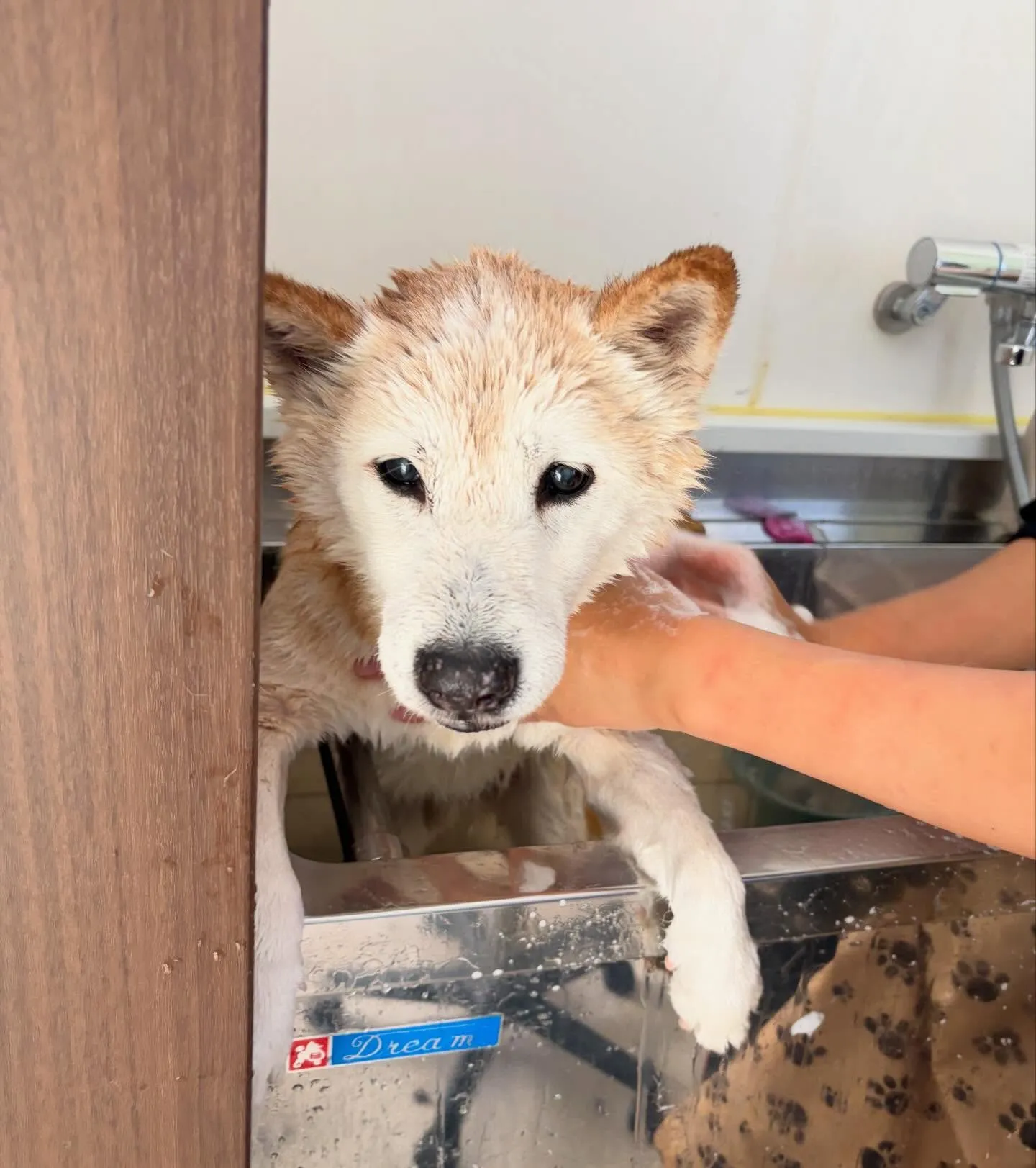 トリミングのセットメニューに来てくれたわんこたちです😍