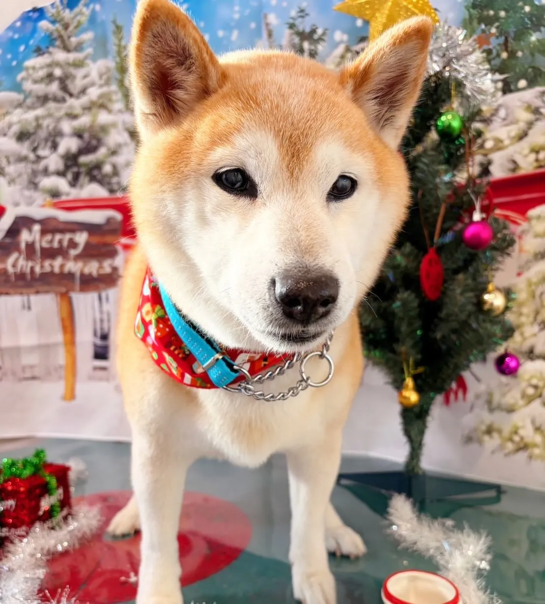 トリミングのセットメニューに来てくれたわんこたちです😍
