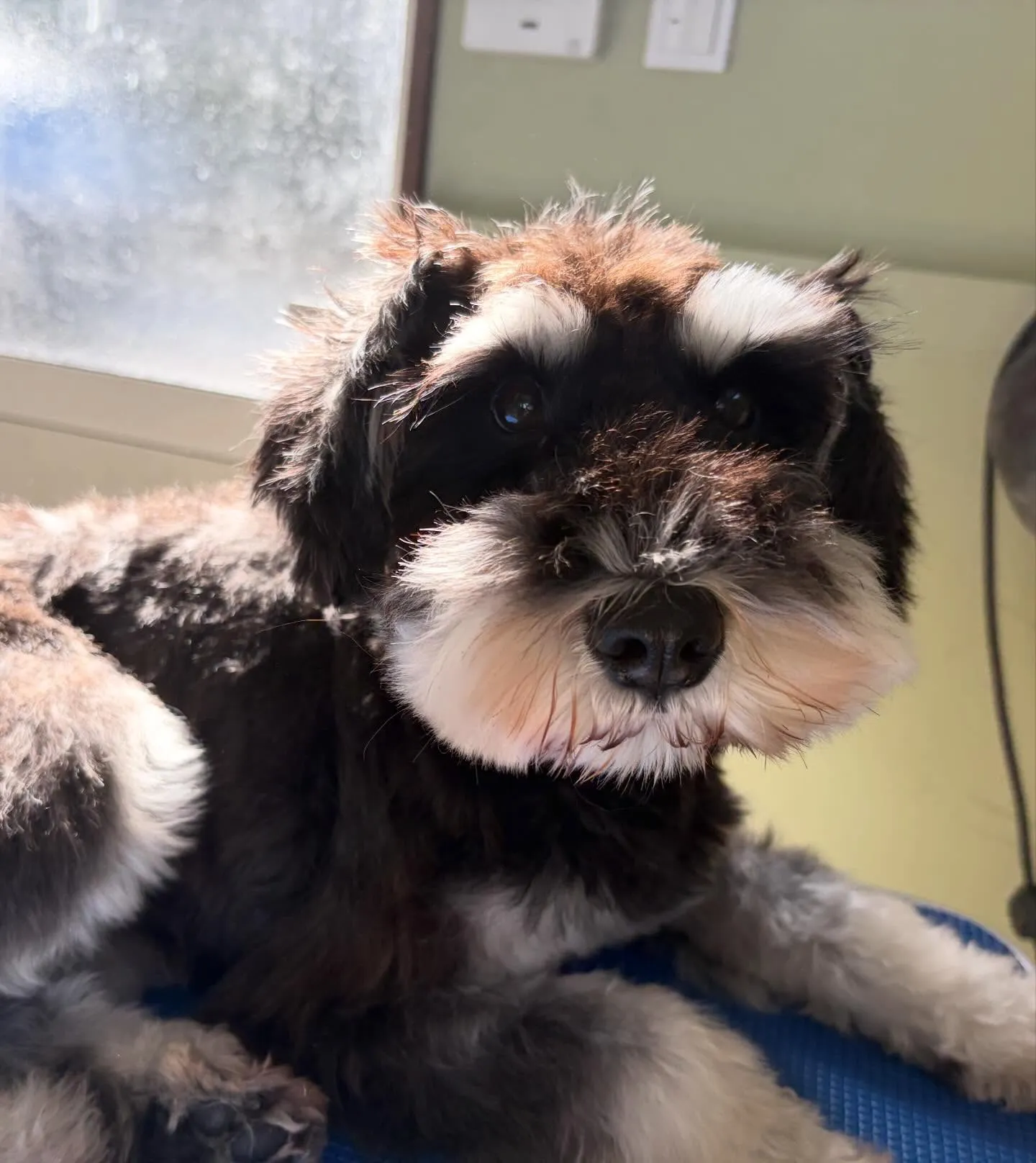 トリミングのセットメニューに来てくれたわんこたちです😍