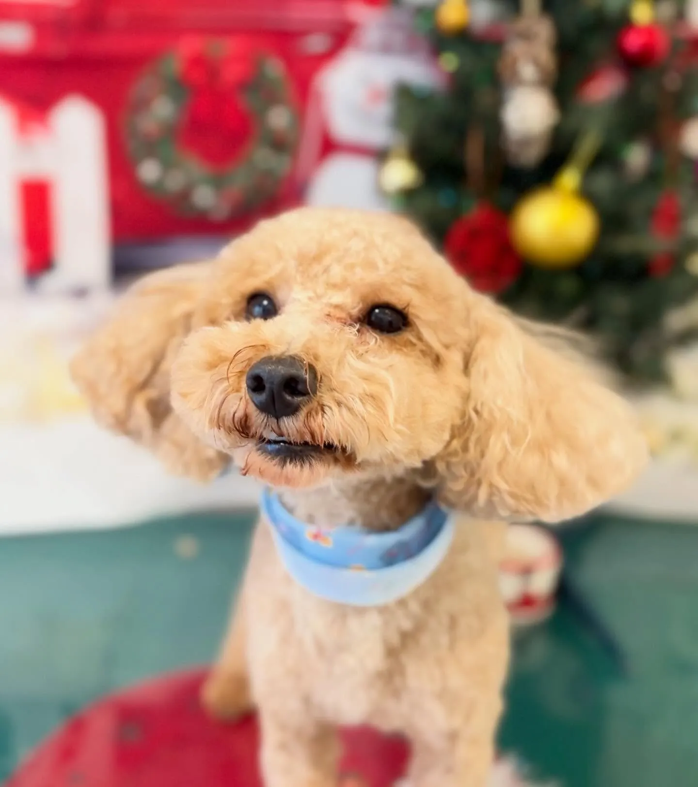 トリミングのセットメニューに来てくれたわんこたちです😍