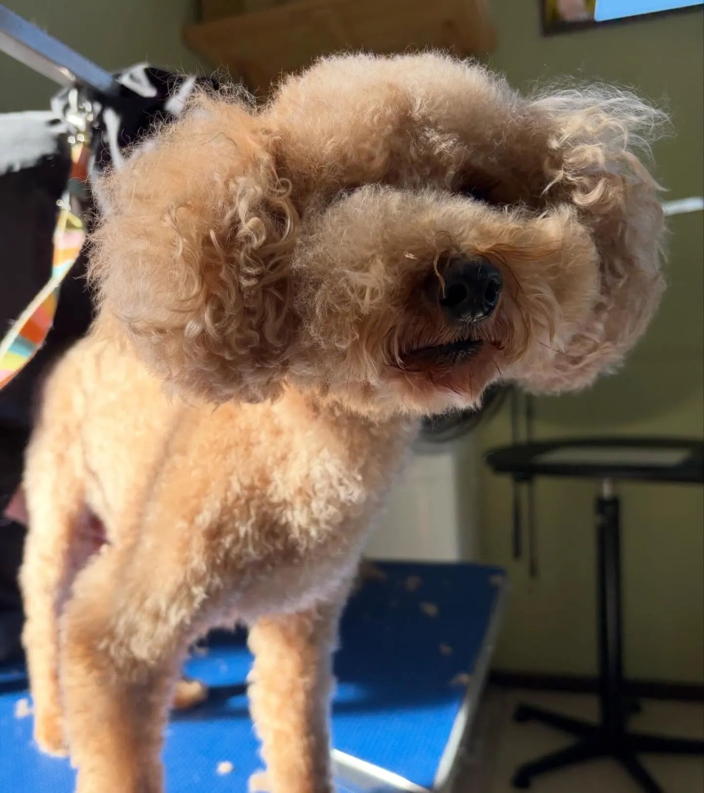 トリミングのセットメニューに来てくれたわんこたちです😍