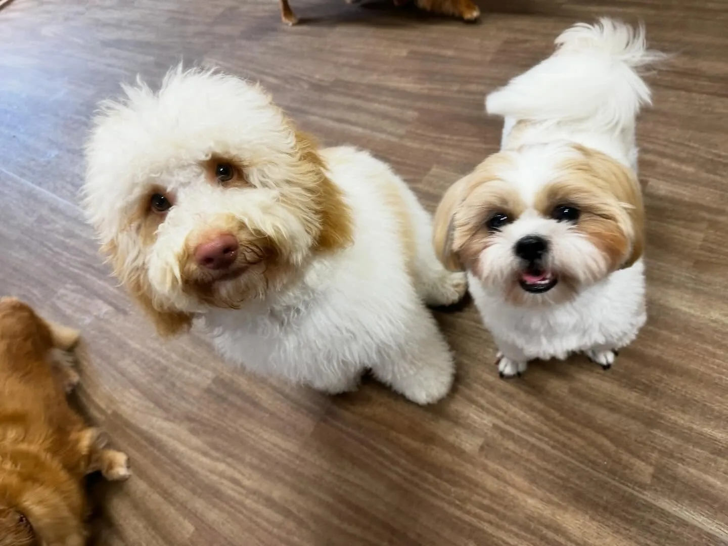 2026年Feliceオリジナル卓上カレンダー