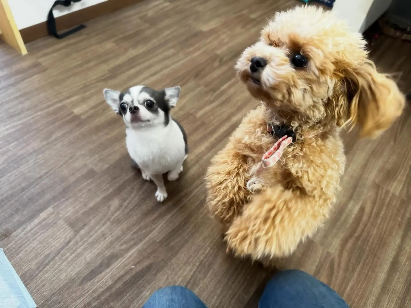 2026年Feliceオリジナル卓上カレンダー