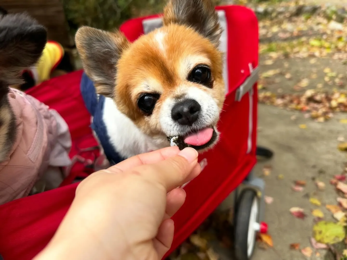 2026年Feliceオリジナル卓上カレンダー