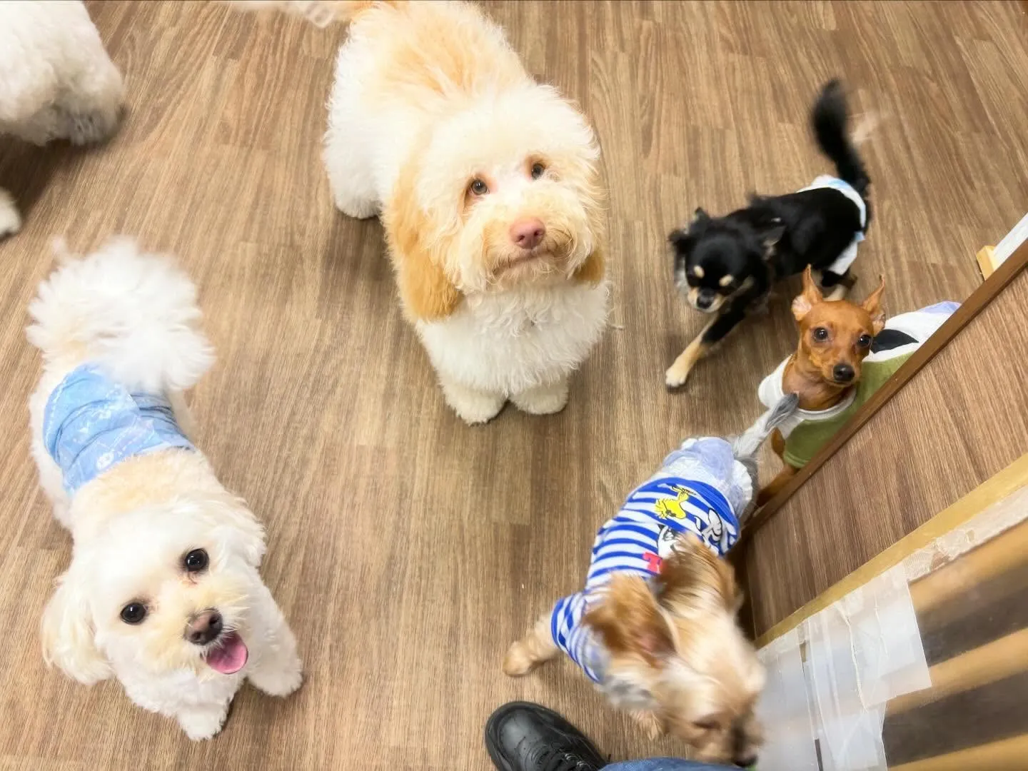 2026年Feliceオリジナル卓上カレンダー