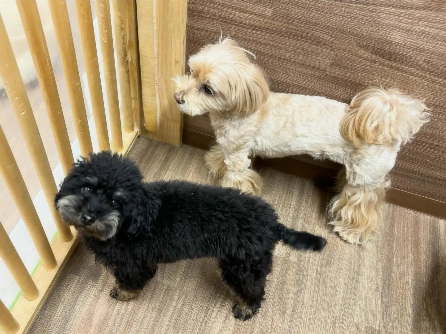 2026年Feliceオリジナル卓上カレンダー