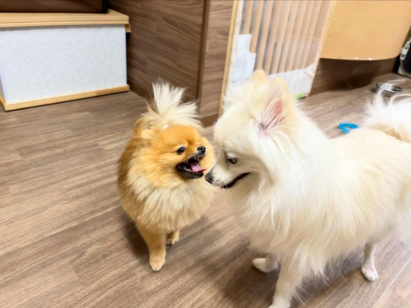 2026年Feliceオリジナル卓上カレンダー