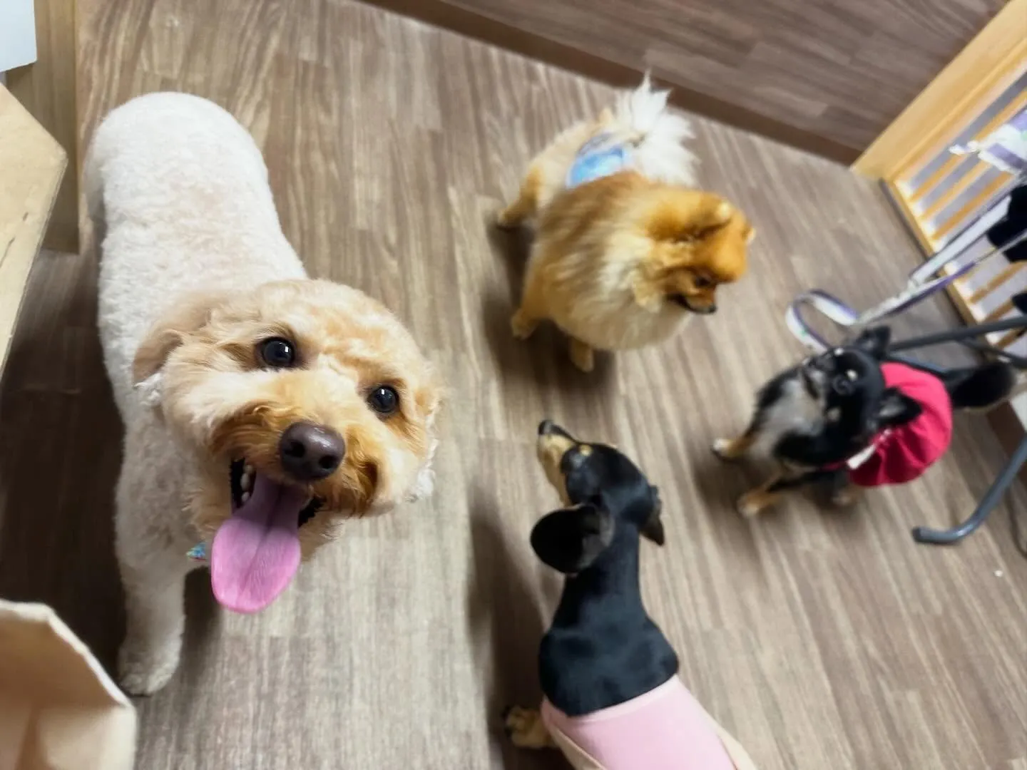 2026年Feliceオリジナル卓上カレンダー