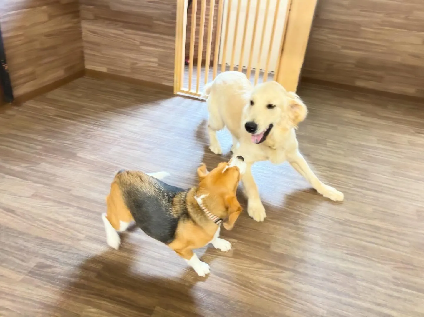 2026年Feliceオリジナル卓上カレンダー