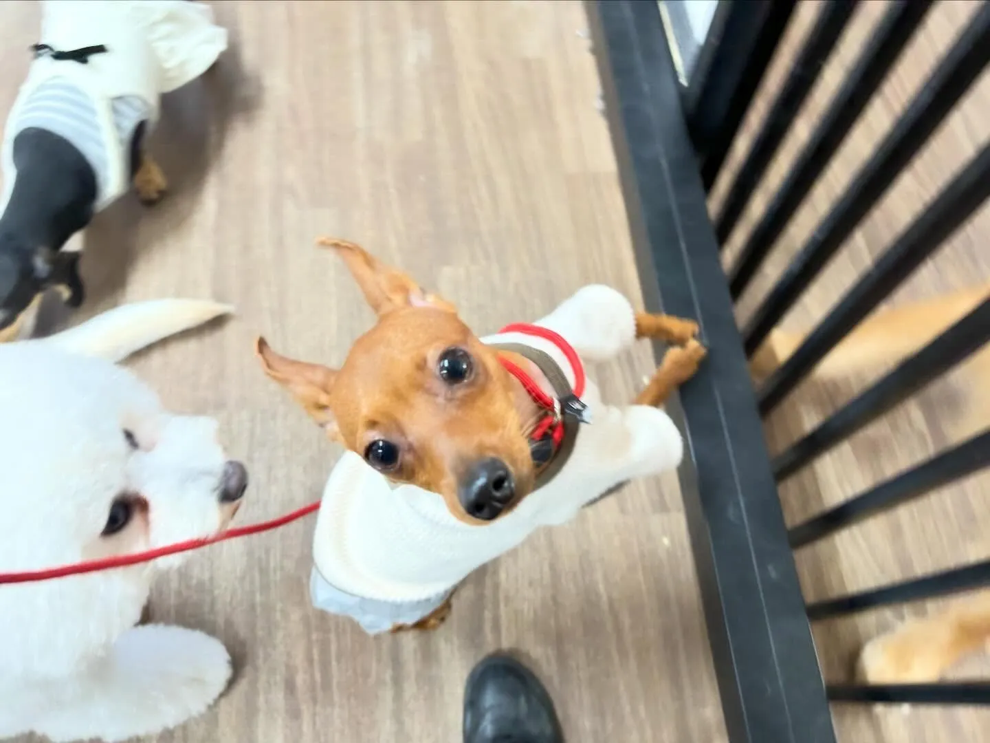 2026年Feliceオリジナル卓上カレンダー