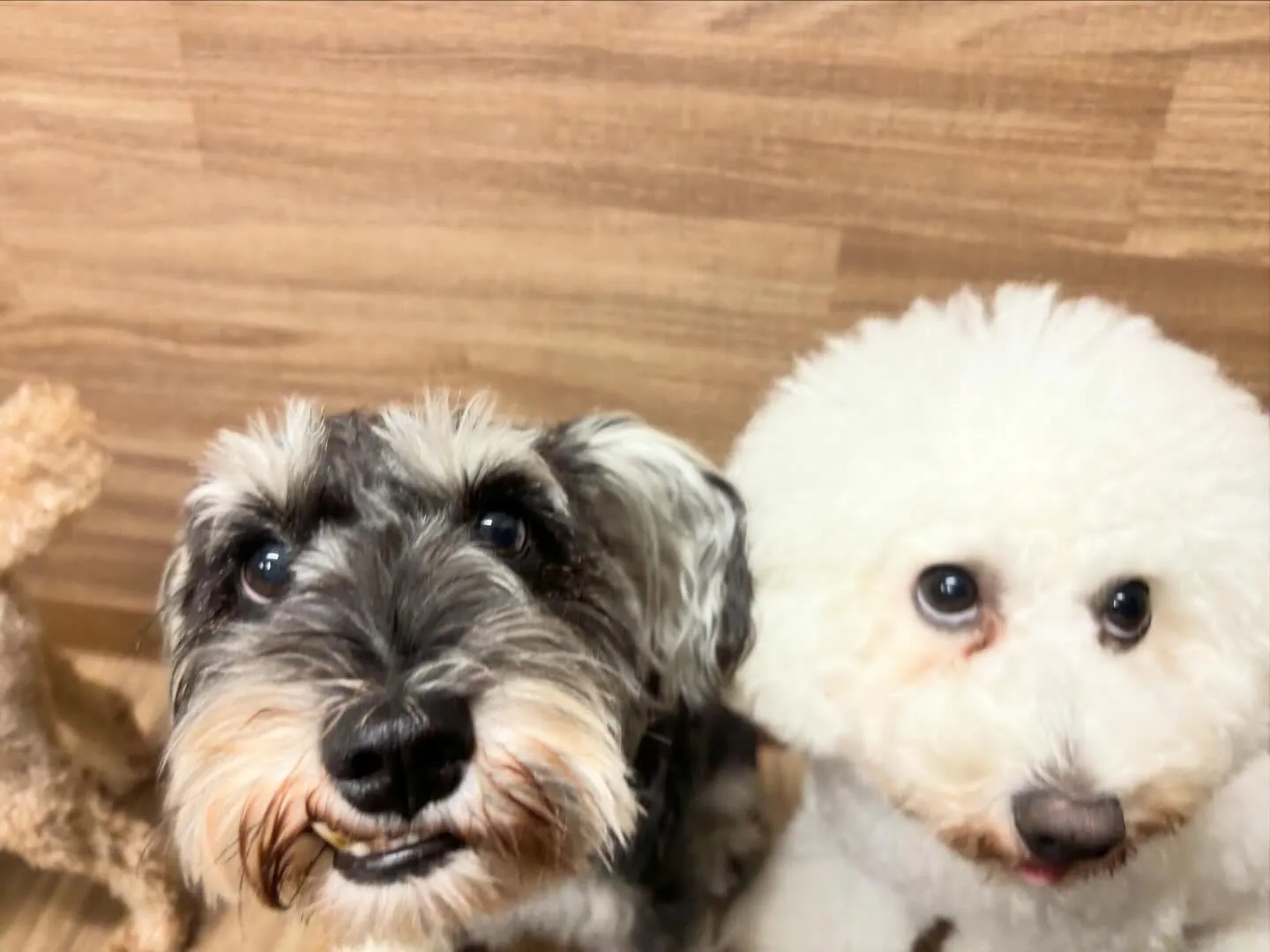 2026年Feliceオリジナル卓上カレンダー