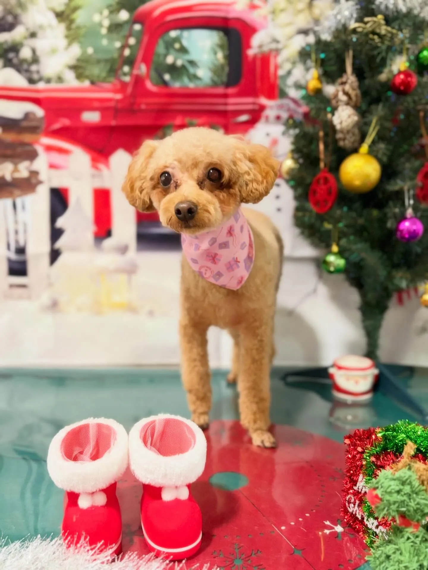 トリミングのセットメニューをご利用頂いたわんこさんたちです🌟