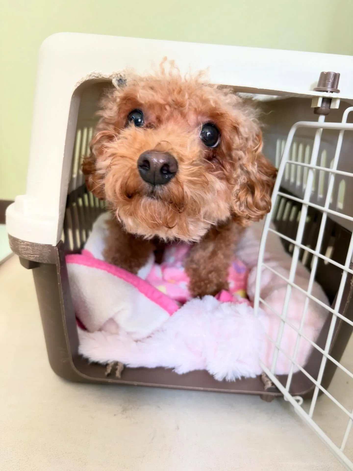 トリミングのセットメニューをご利用頂いたわんこさんたちです🌟