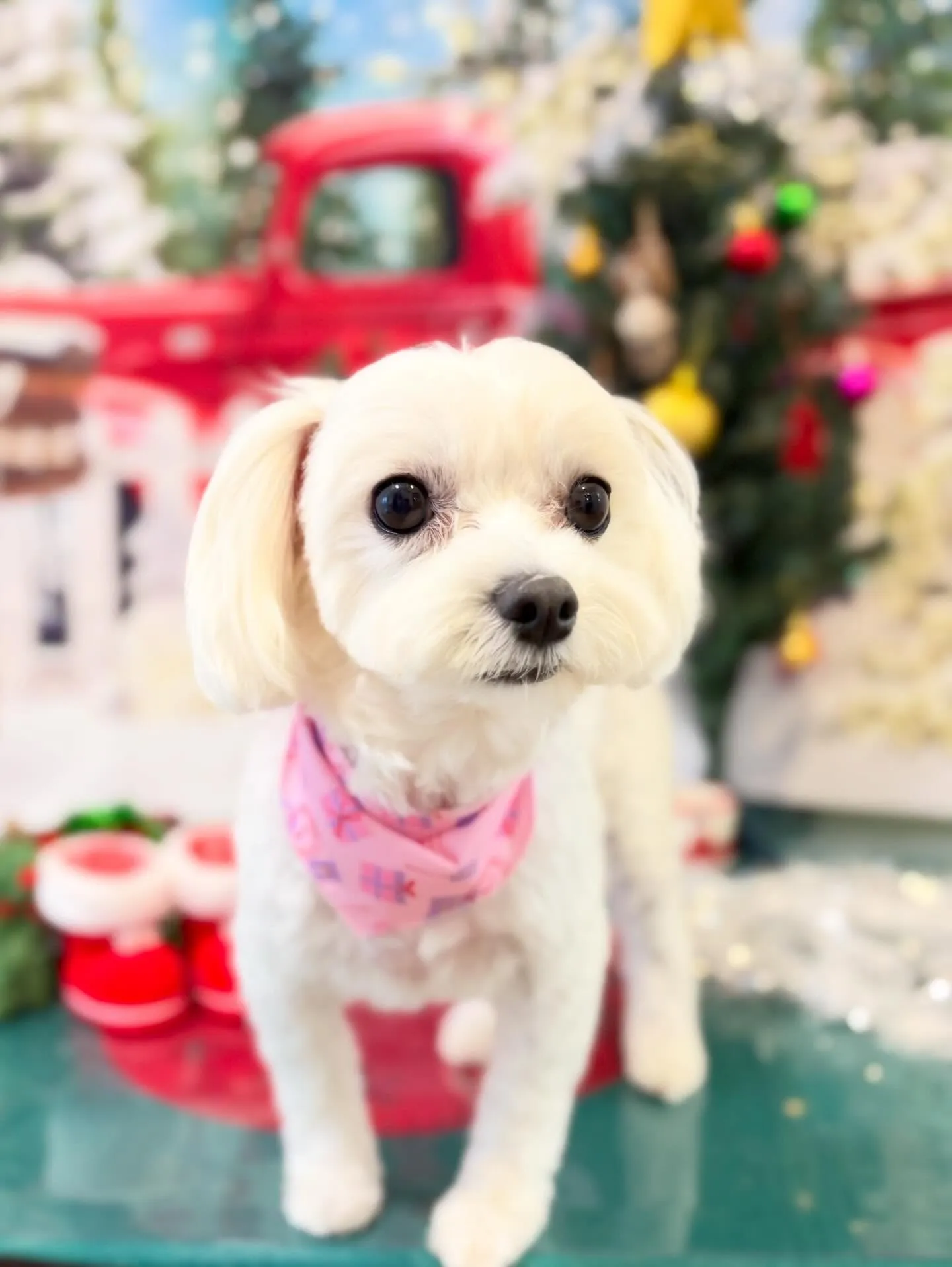 トリミングのセットメニューをご利用頂いたわんこさんたちです🌟