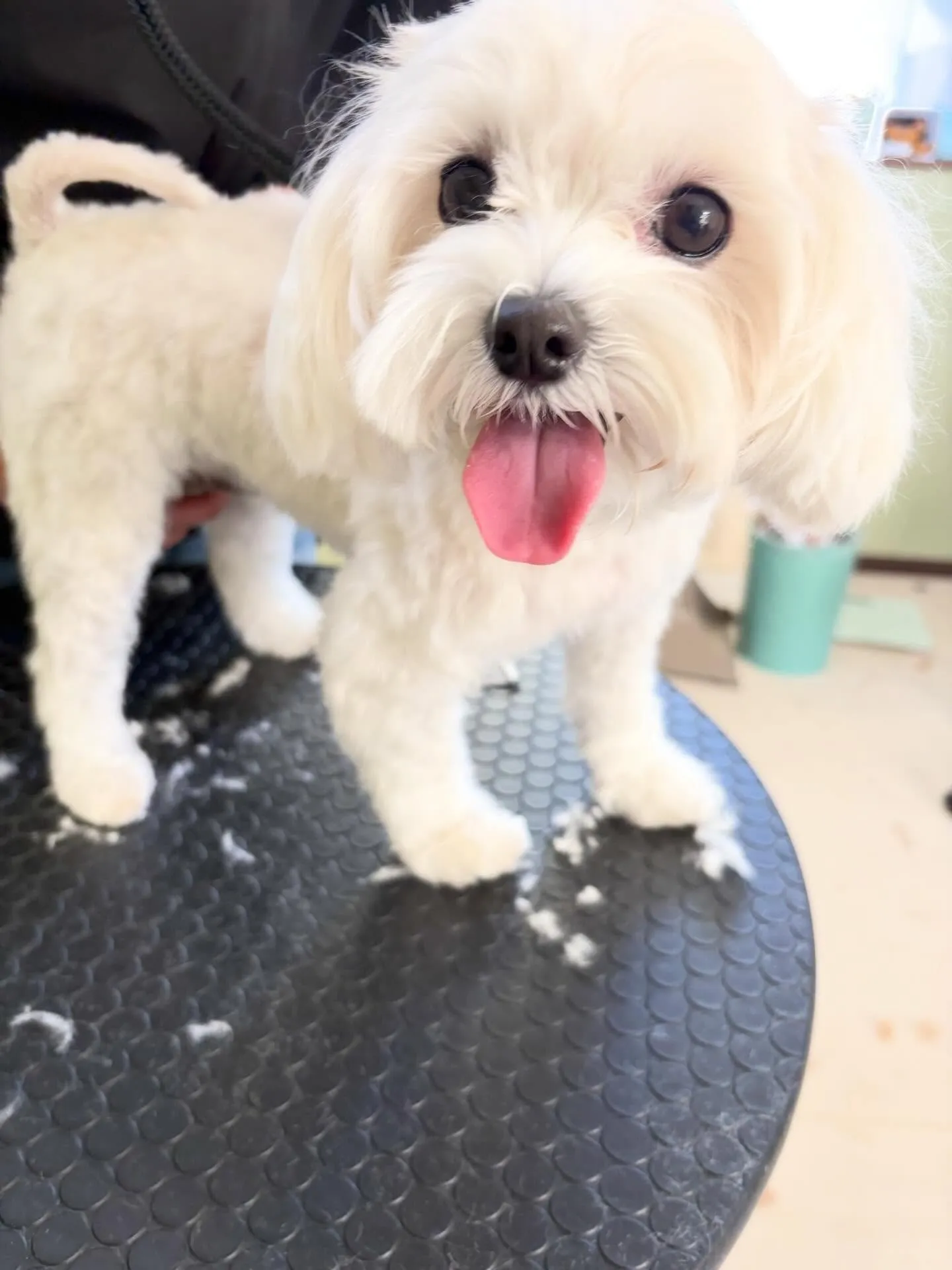 トリミングのセットメニューをご利用頂いたわんこさんたちです🌟