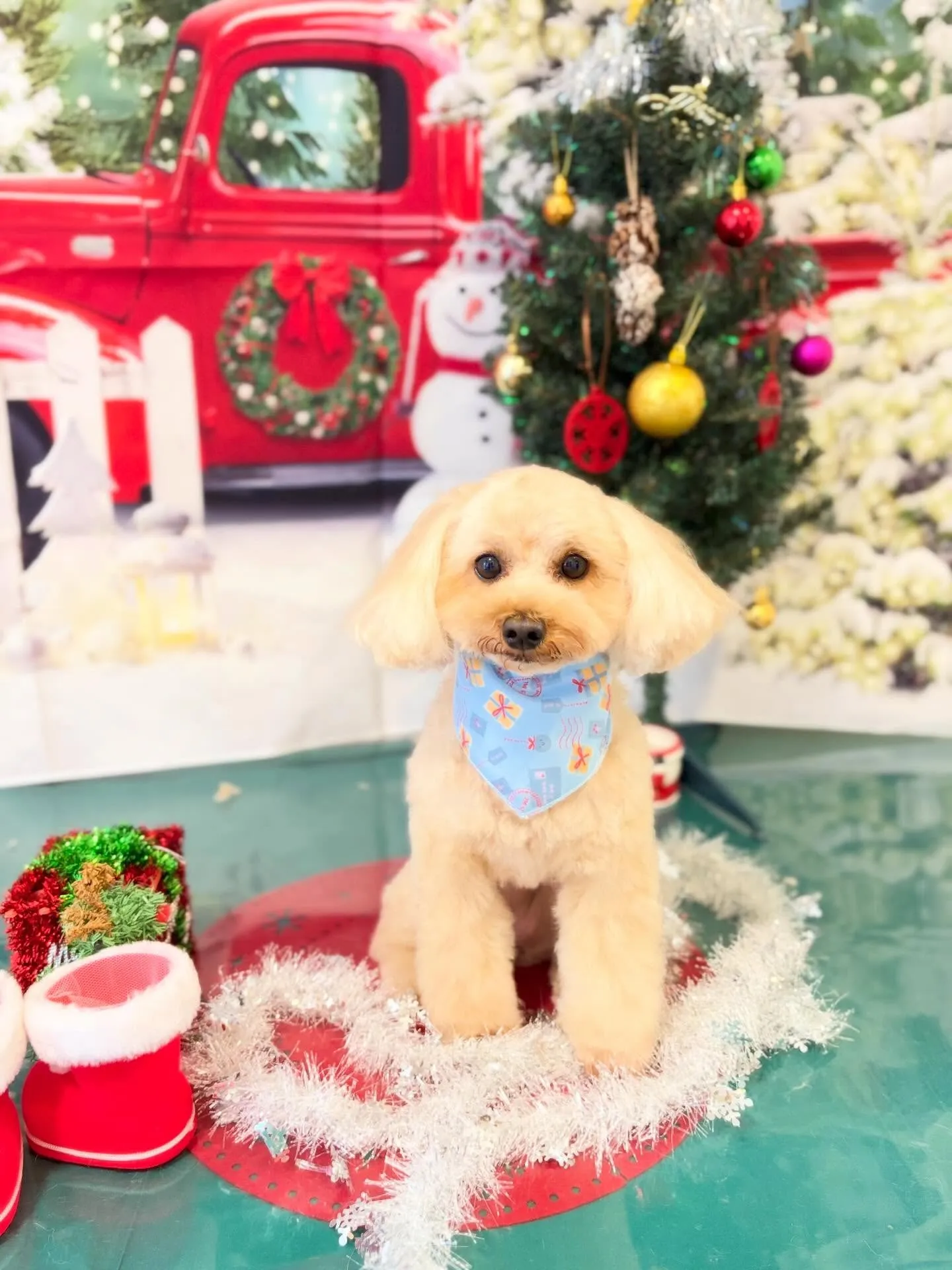 トリミングのセットメニューをご利用頂いたわんこさんたちです🌟