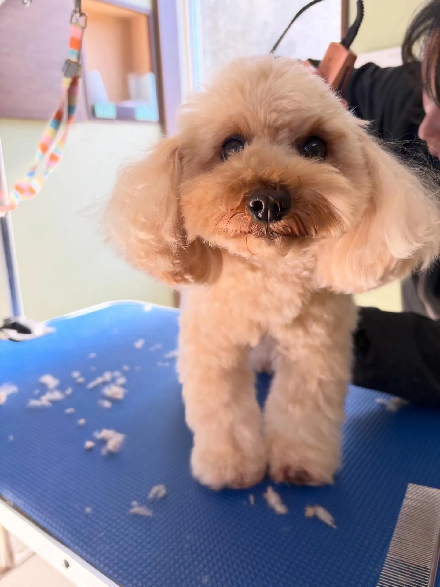 トリミングのセットメニューをご利用頂いたわんこさんたちです🌟