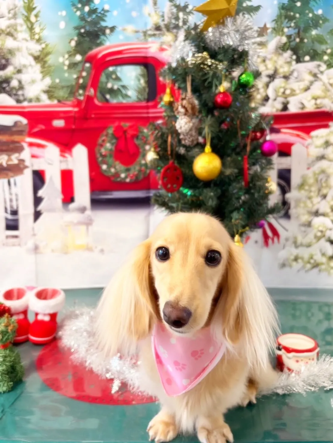 トリミングのセットメニューをご利用頂いたわんこさんたちです🌟